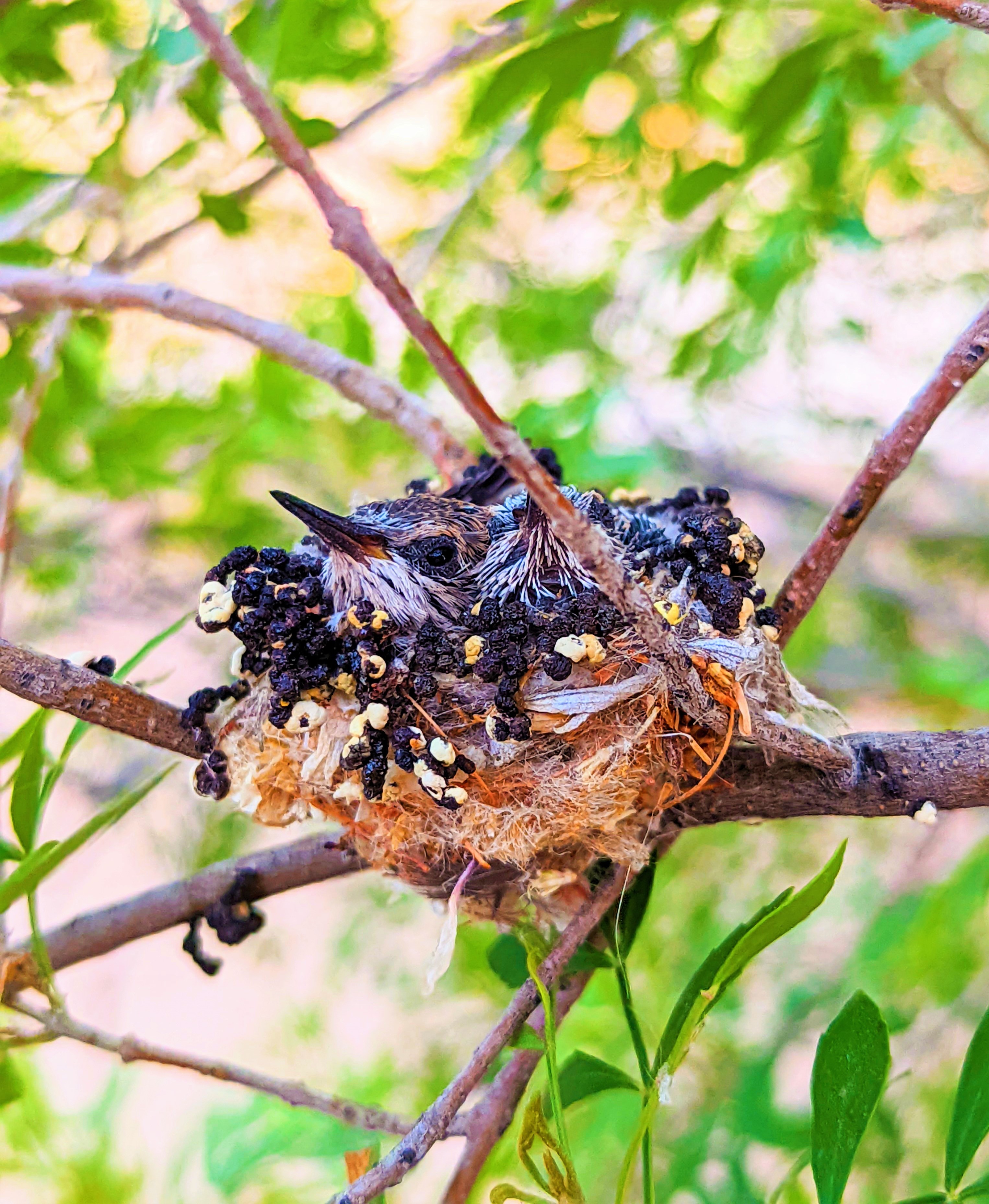 Photo by Teresa Kikugawa  |  Two Annas Hummingbird babies nesting, waiting for Mom.
