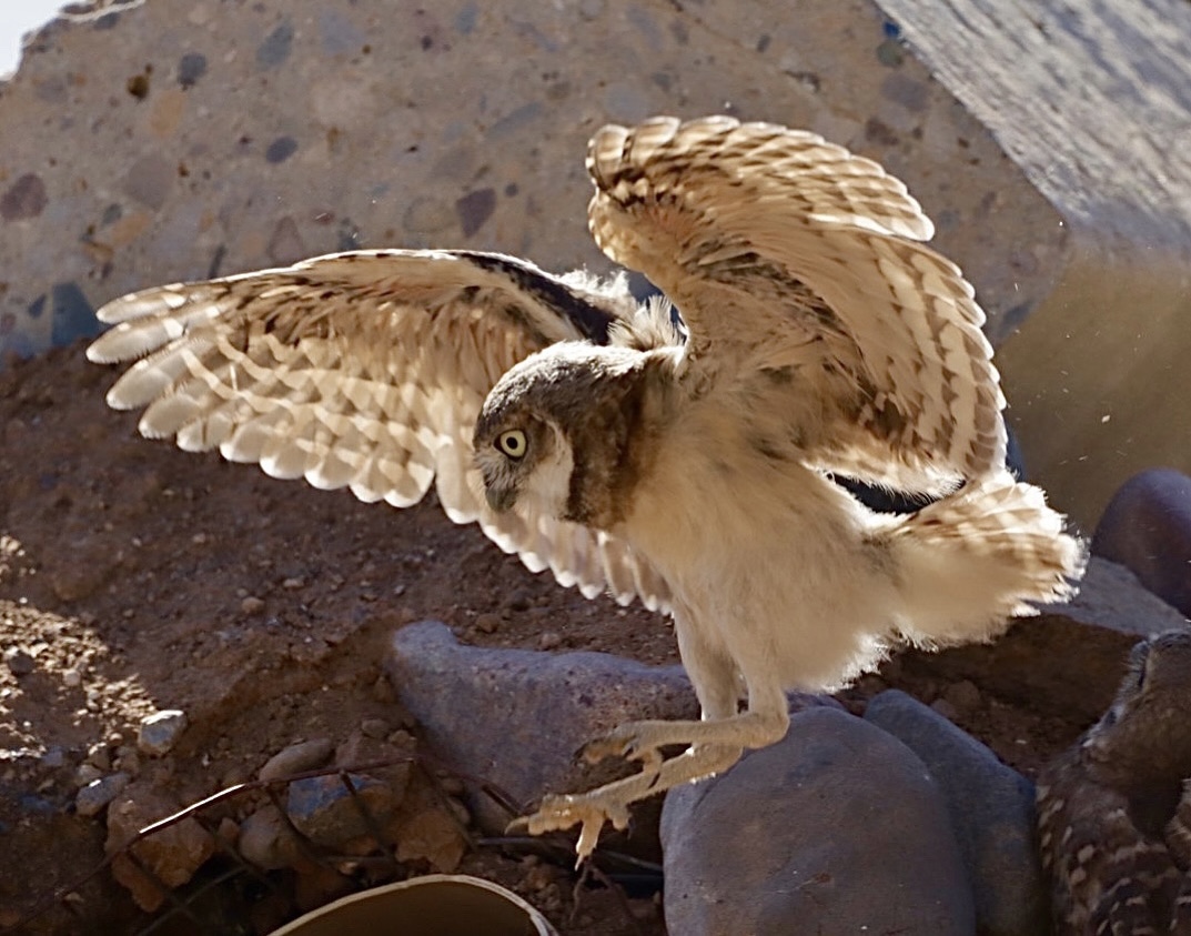 Photo by Beverly DeMartino  |  Burrowing Owlet in Flight