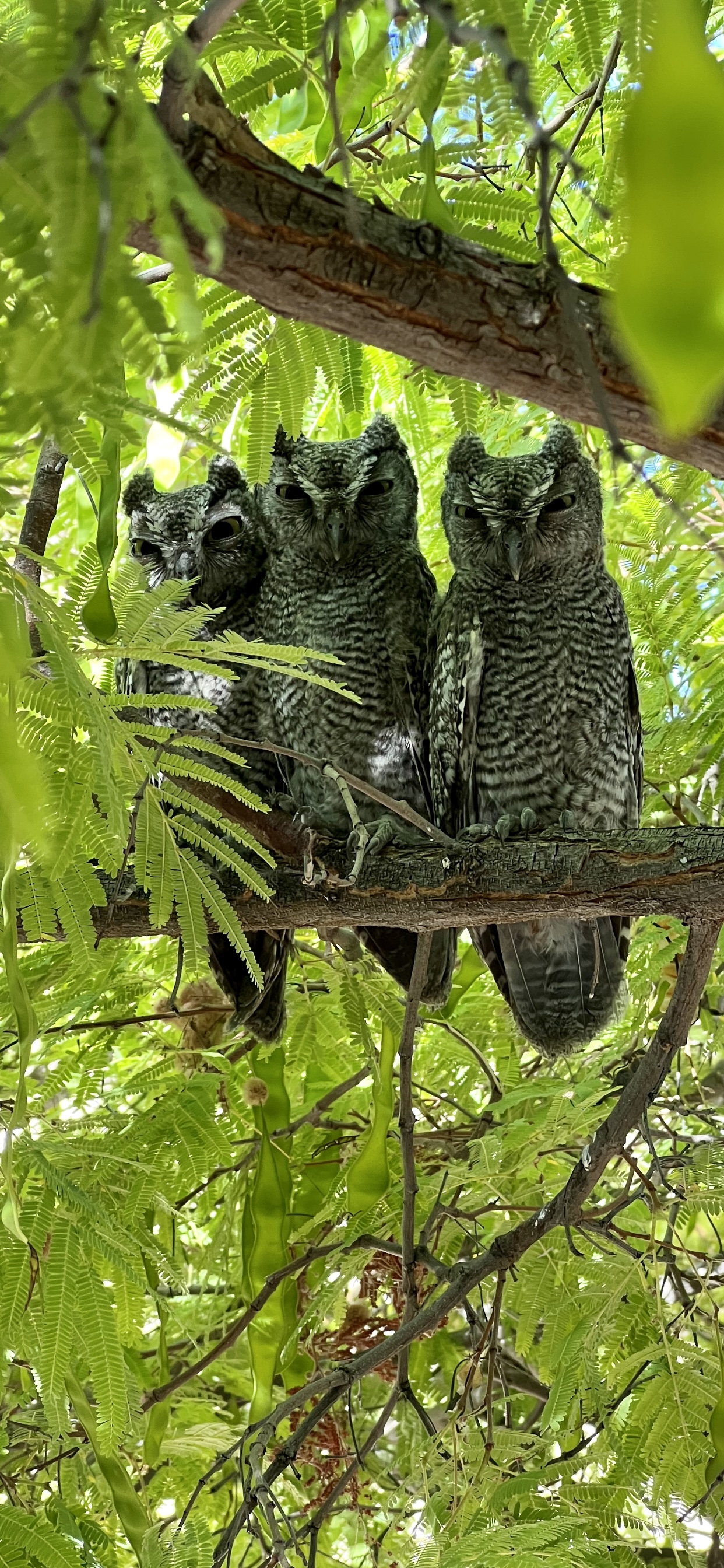 Photo by Travis Kern  |  Three juvenile Great Horned Owls perched in a tree in the early morning hours of June. 