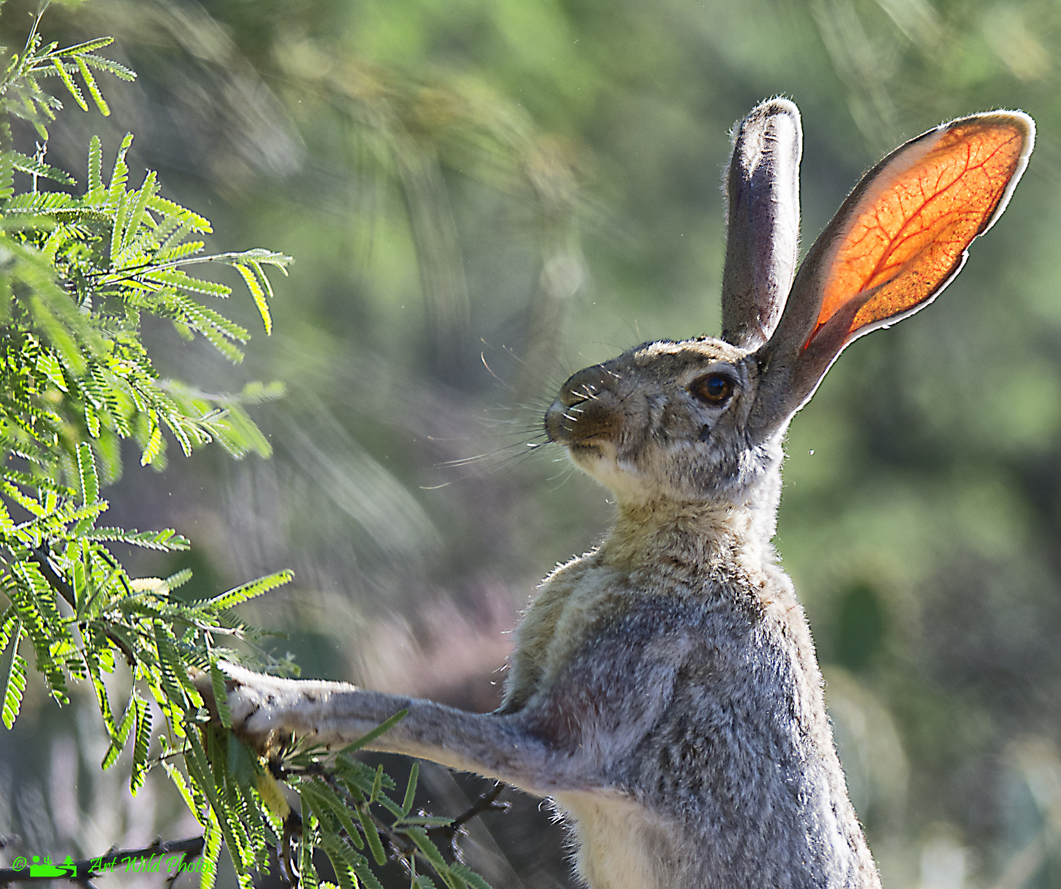 Photo by Karen L West  |  Early morning just after a rain, Jack Rabbit was out eating the young branches off bush at the back of SNP East.
