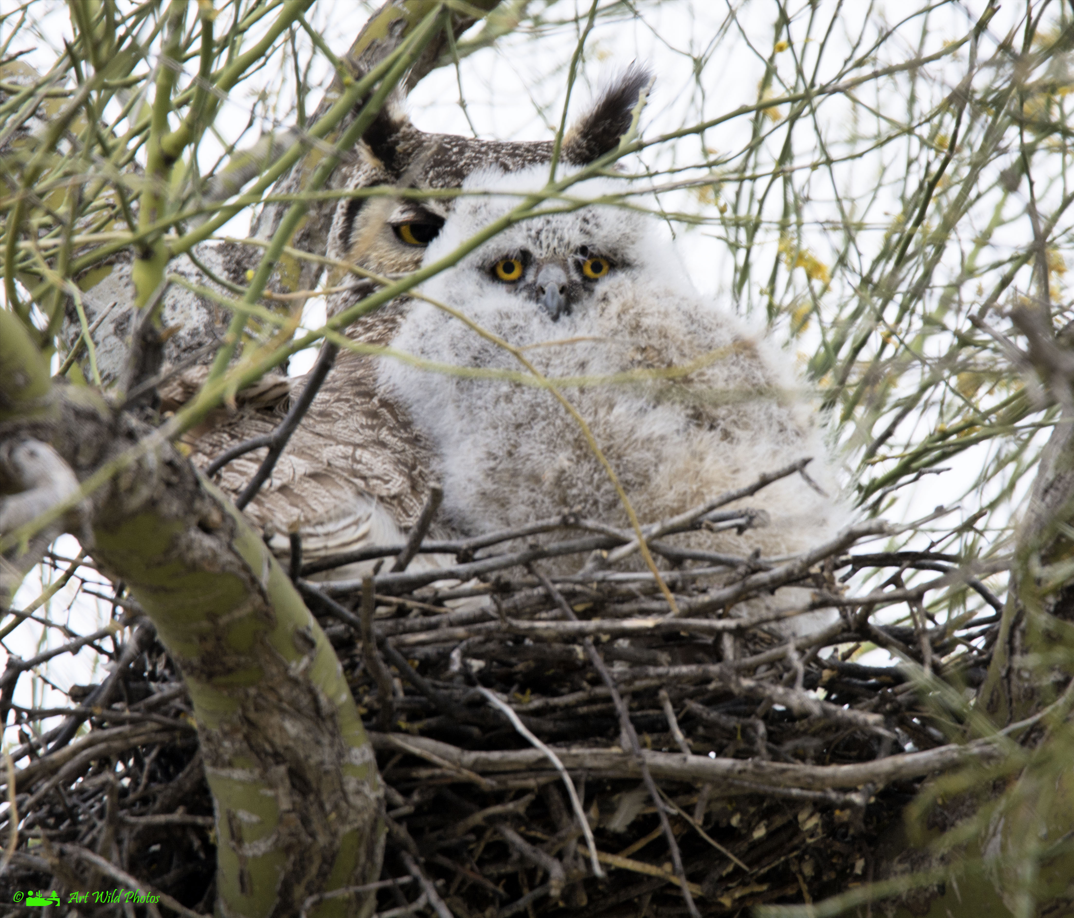 Photo by Karen L West  |  Nesting baby with momma at the back in SNP East.