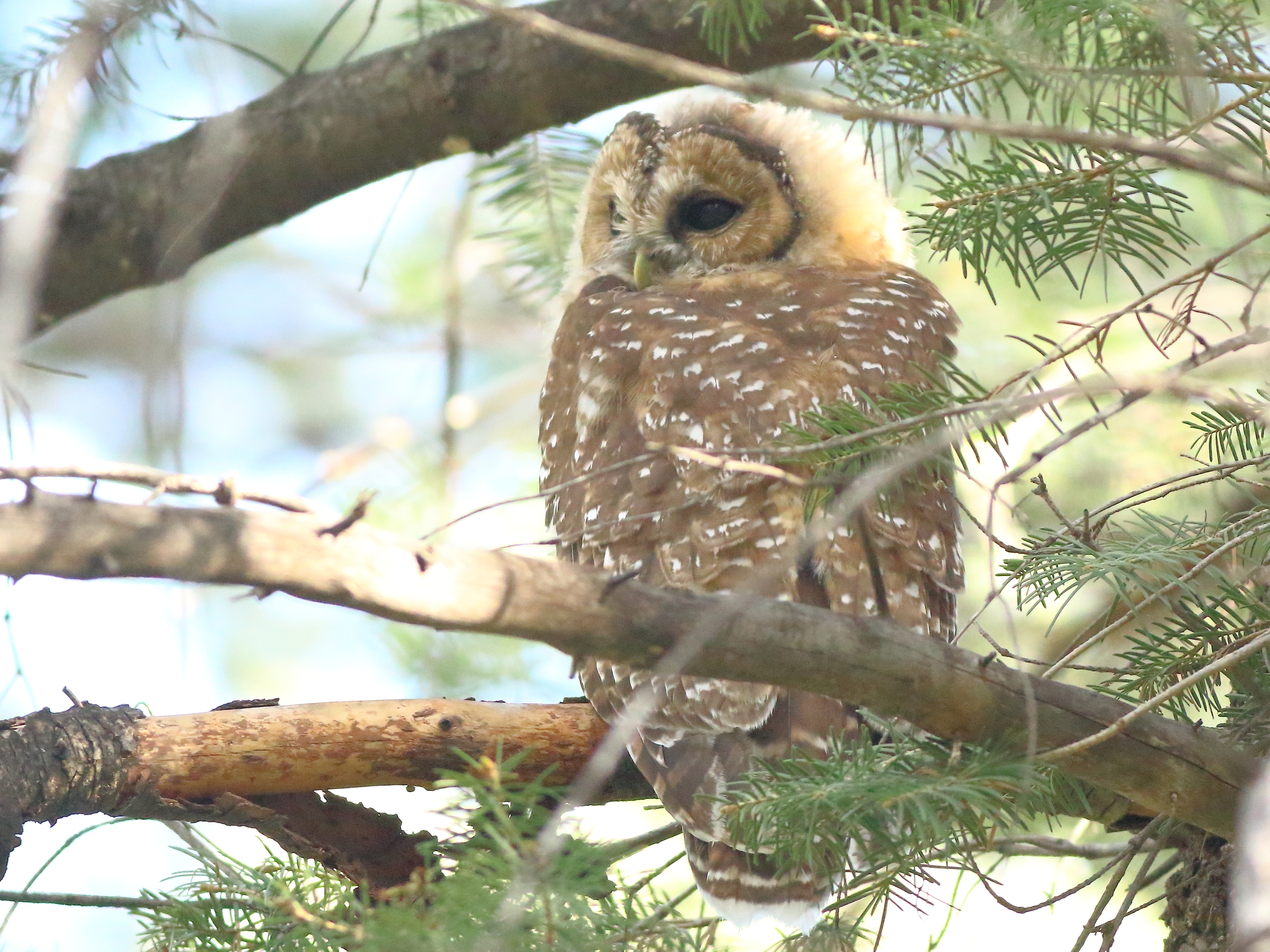 Photo by Patricia Ann Isaacson  |  Juvenile Mexican Spotted Owl