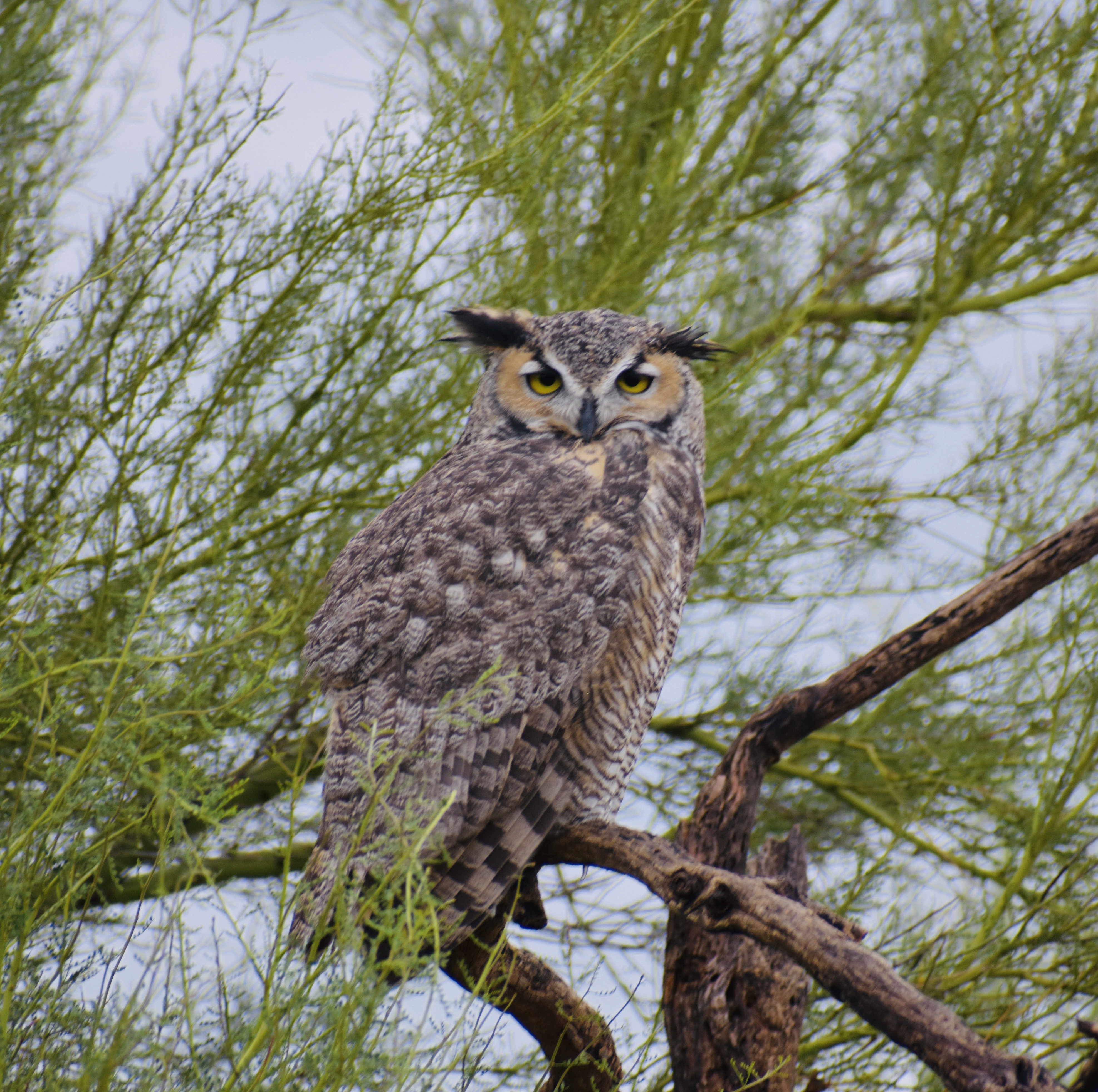 Photo by Kirk Reinke  |  Great Horned Owl searching for prey.