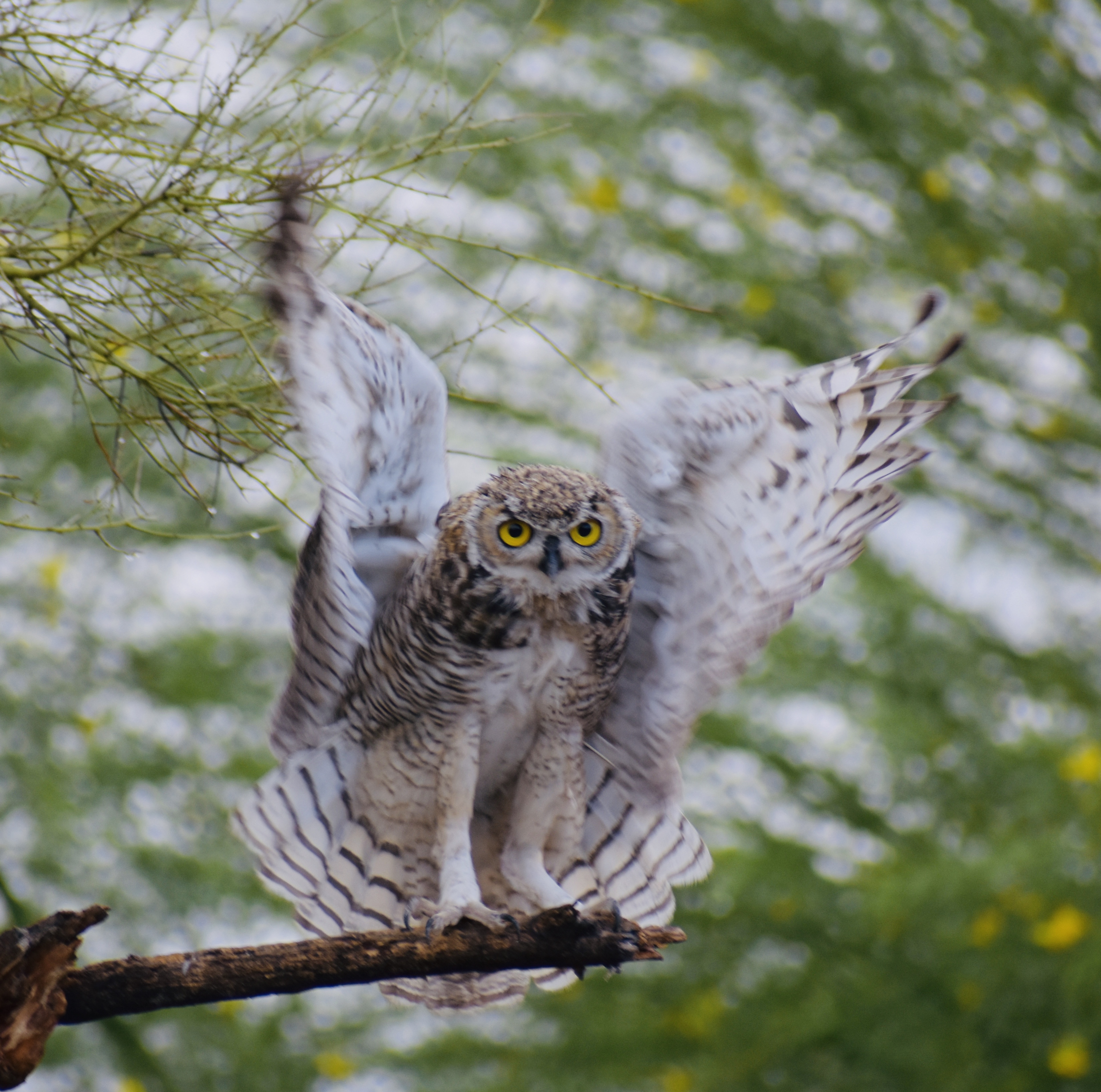 Photo by Kirk Reinke  |  Great Horned Owl drying itself off after a summer monsoon storm.