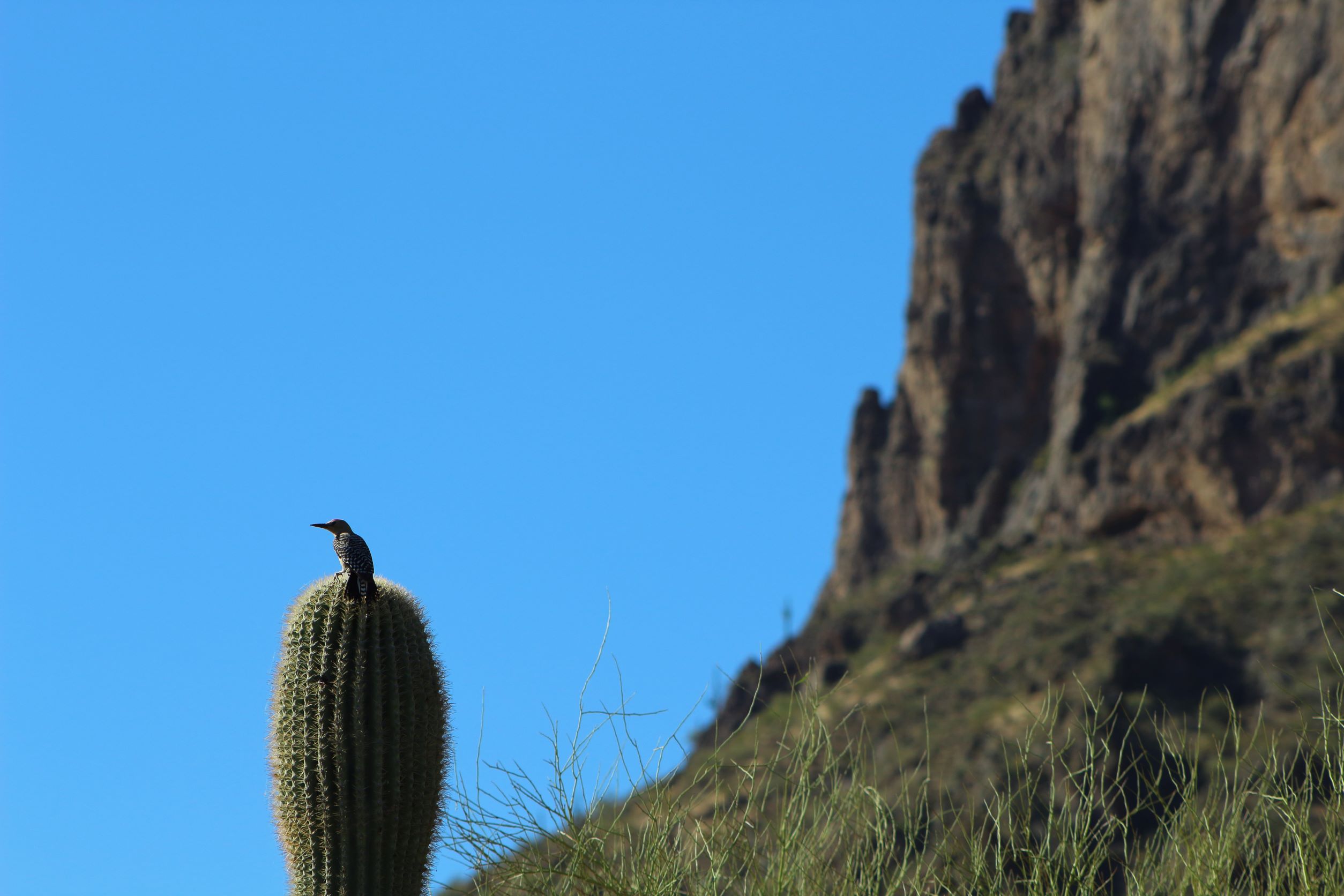 Photo by Patrick Macaulay  |  A shot of a woodpecker atop a saguaro cactus with Picacho Peak in the background. This shot was taken from about 0.5 miles along the Picacho Peak Hunter Trail.