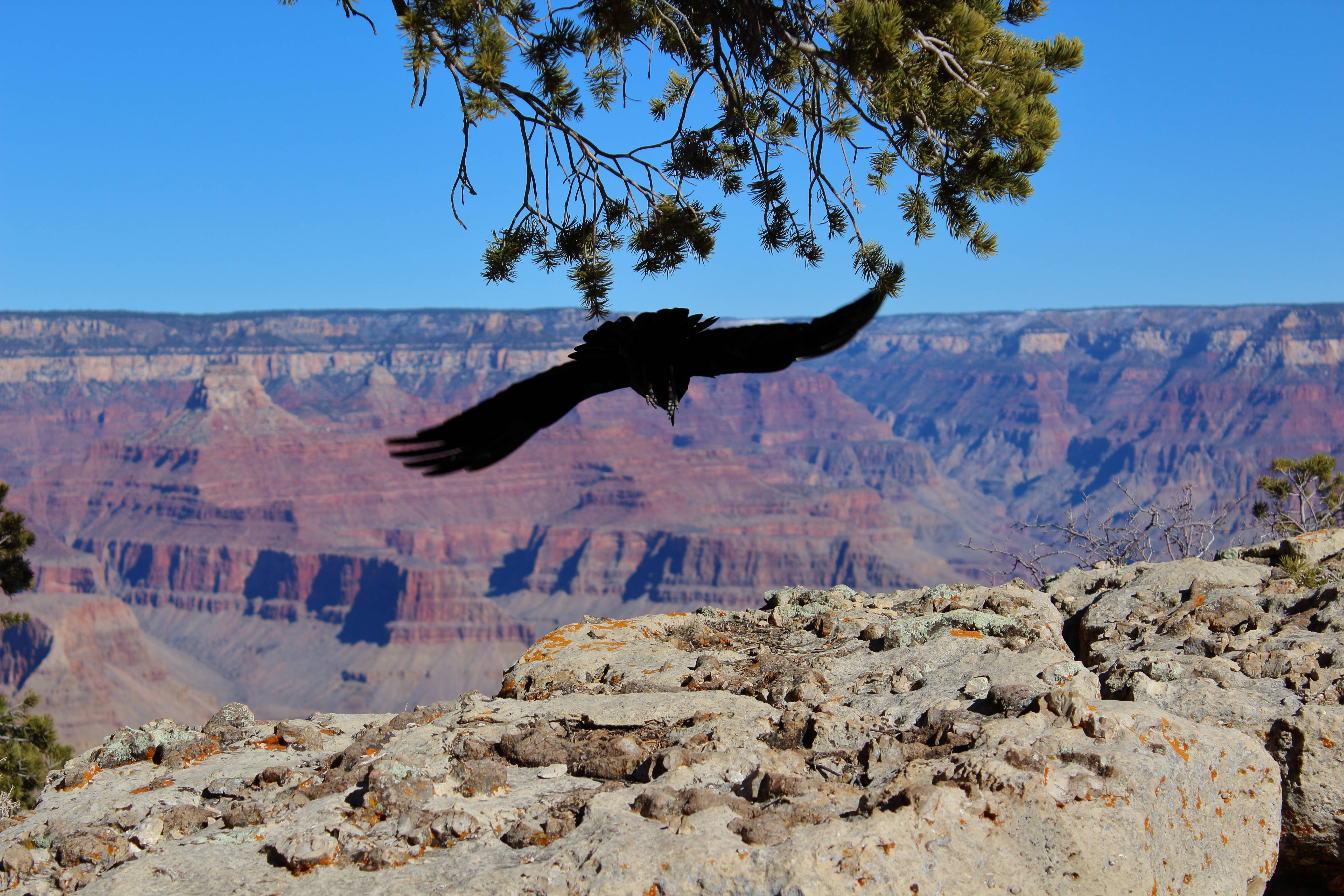 Photo by Patrick Macaulay  |  An American crow diving down into the Grand Canyon, overlooking the Bright Angel Trail