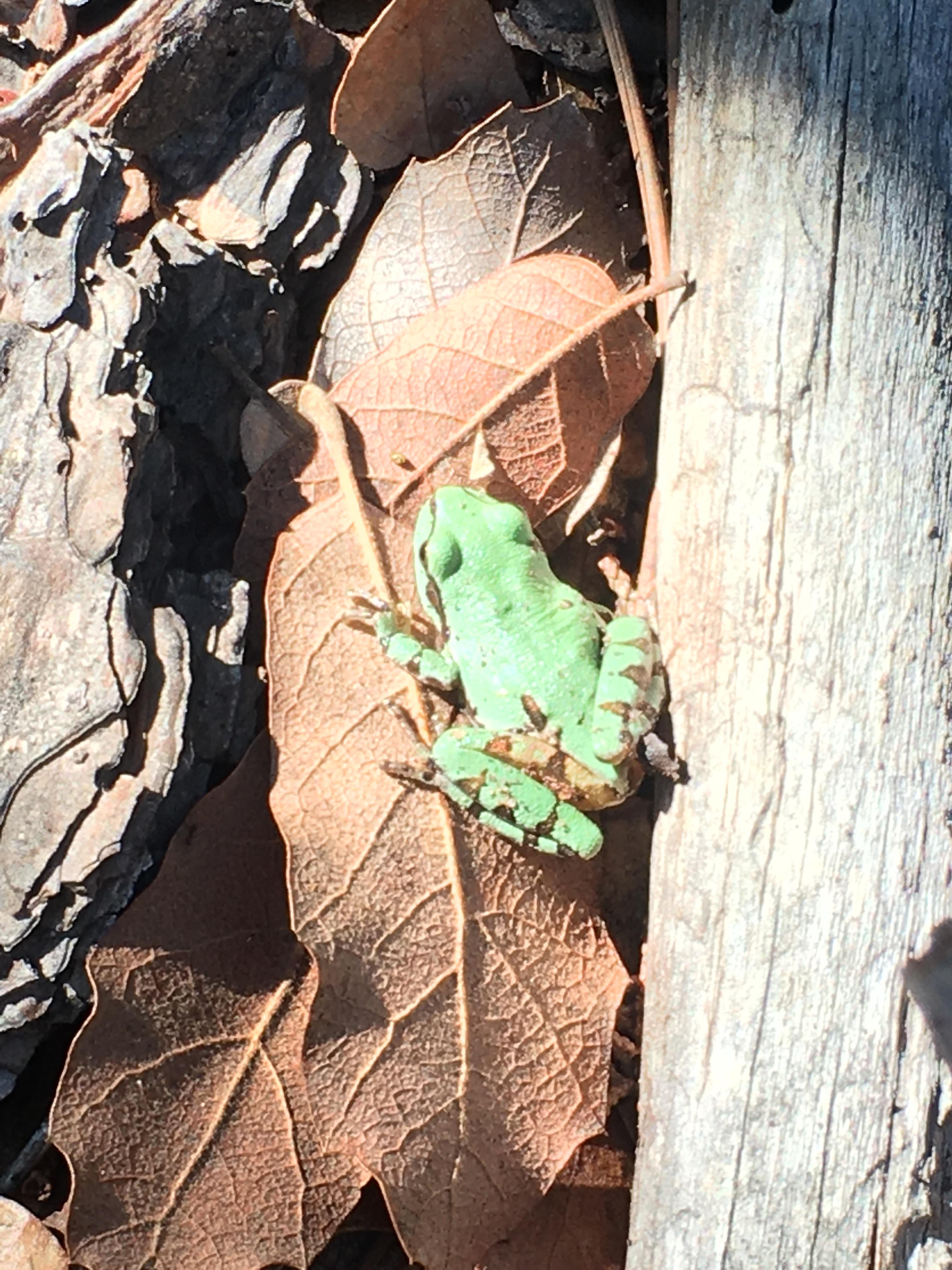 Photo by Kirk Reinke  |  I was scouting for Elk in the mountains around Christopher Creek and found this Arizona Tree Frog.  