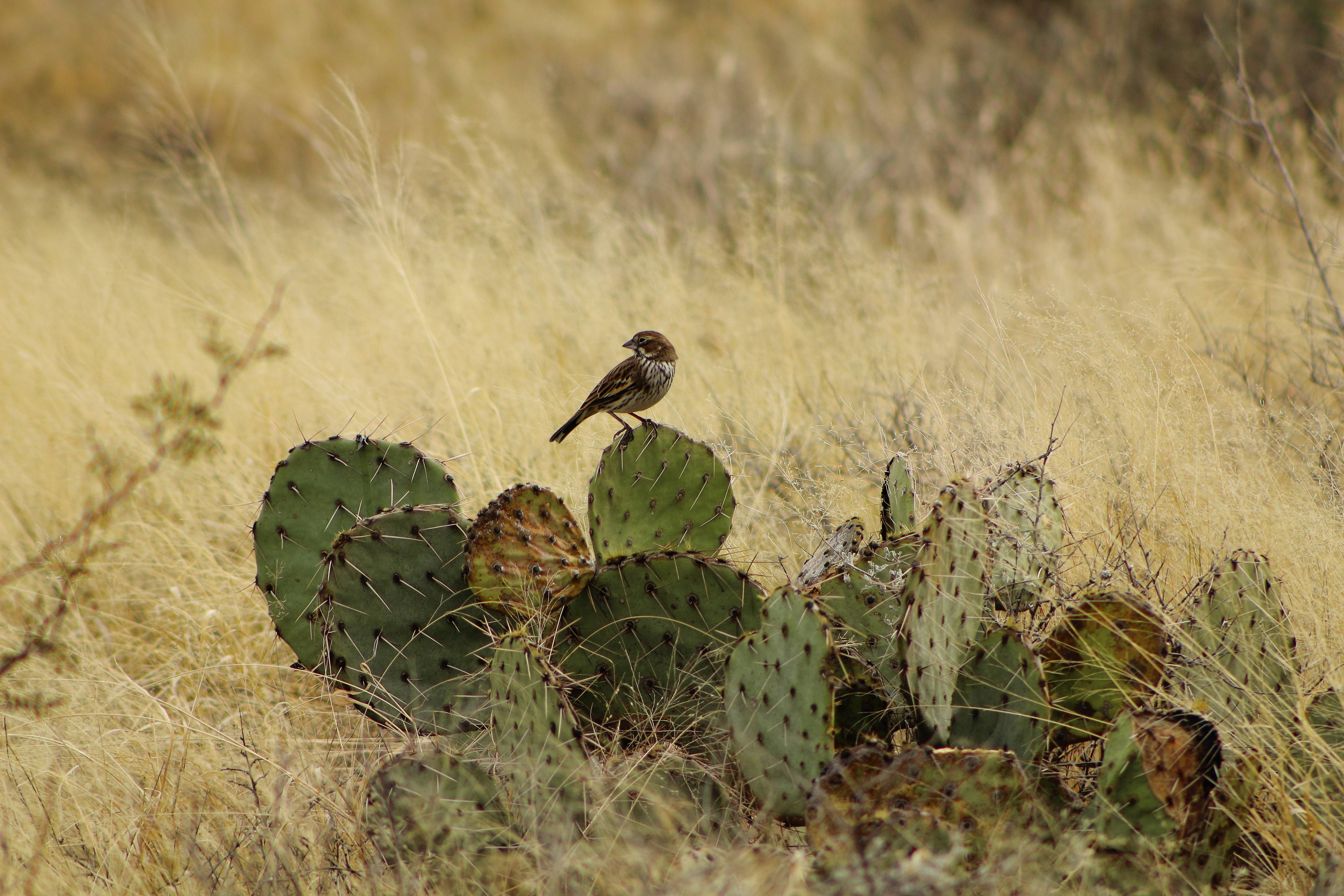 Photo by Patrick Macaulay  |  A small bird perched on a prickly pear cactus.