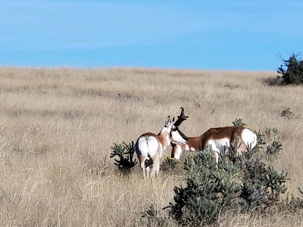 Photo by Leonda Armstrong-David  |  Buck and doe Antelope