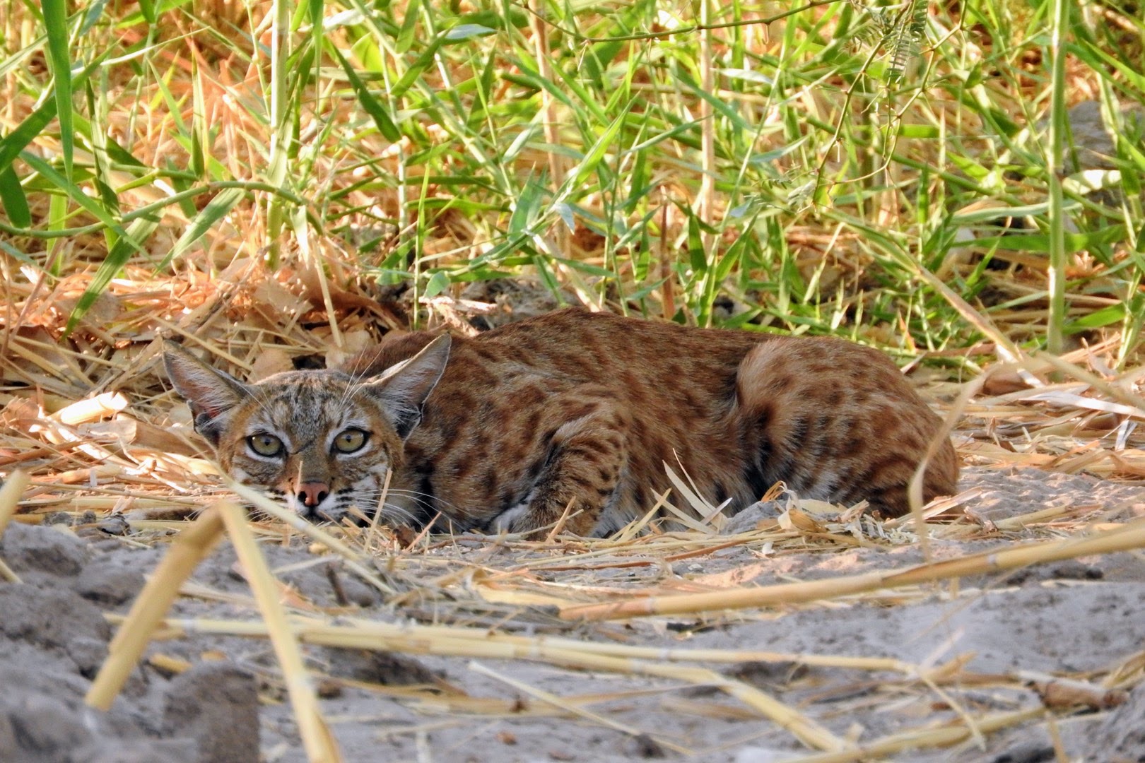 Photo by Banook rodarte  |  I saw this bobcat from a distance and I decided to take its picture.I zoomed in with my Nikon camera