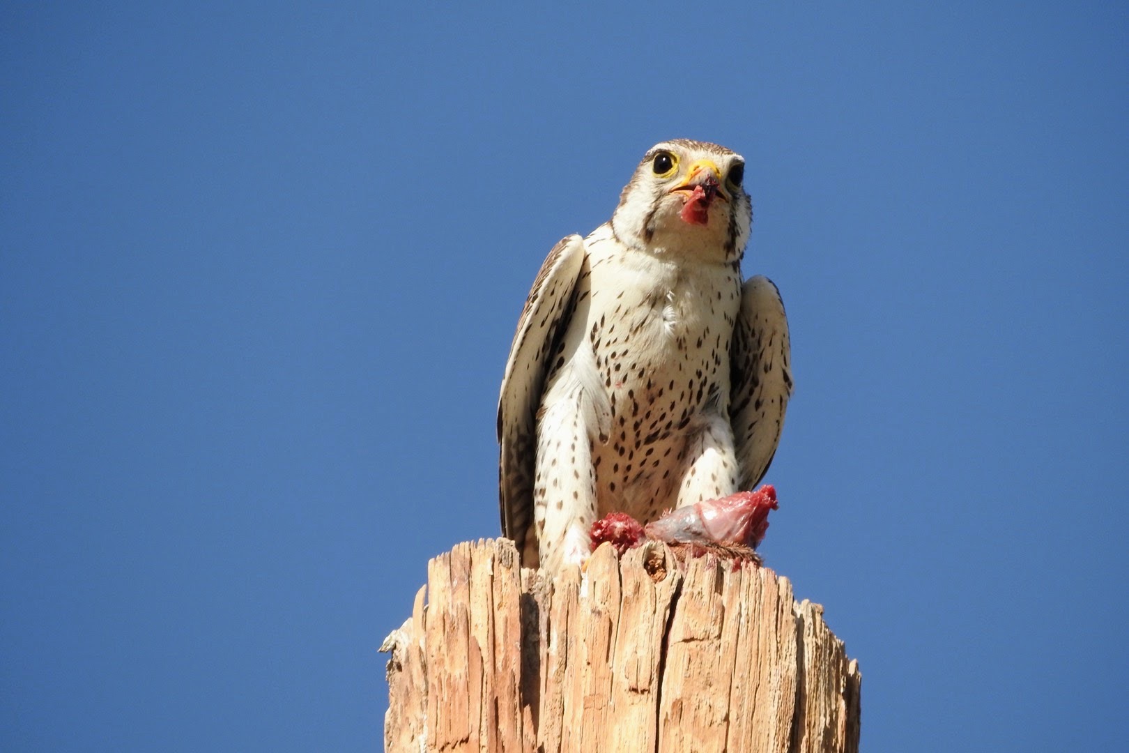 Photo by Banook rodarte   |  I saw this prairie falcon eating a round-tailed ground squirrel on top of a pole .I zoomed in with my camera 