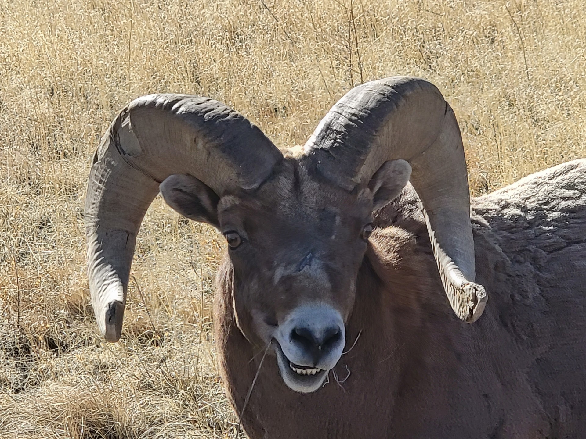 Photo by Amanda Dyer  |  I call this "Sheepish Grin"
Couple of Big Horn Sheep hanging out on the side of highway. Several cars had stopped to watch and take pics. This was taken from the passenger side with about a 20x zoom
Pic taken Valentine's Day weekend 2022