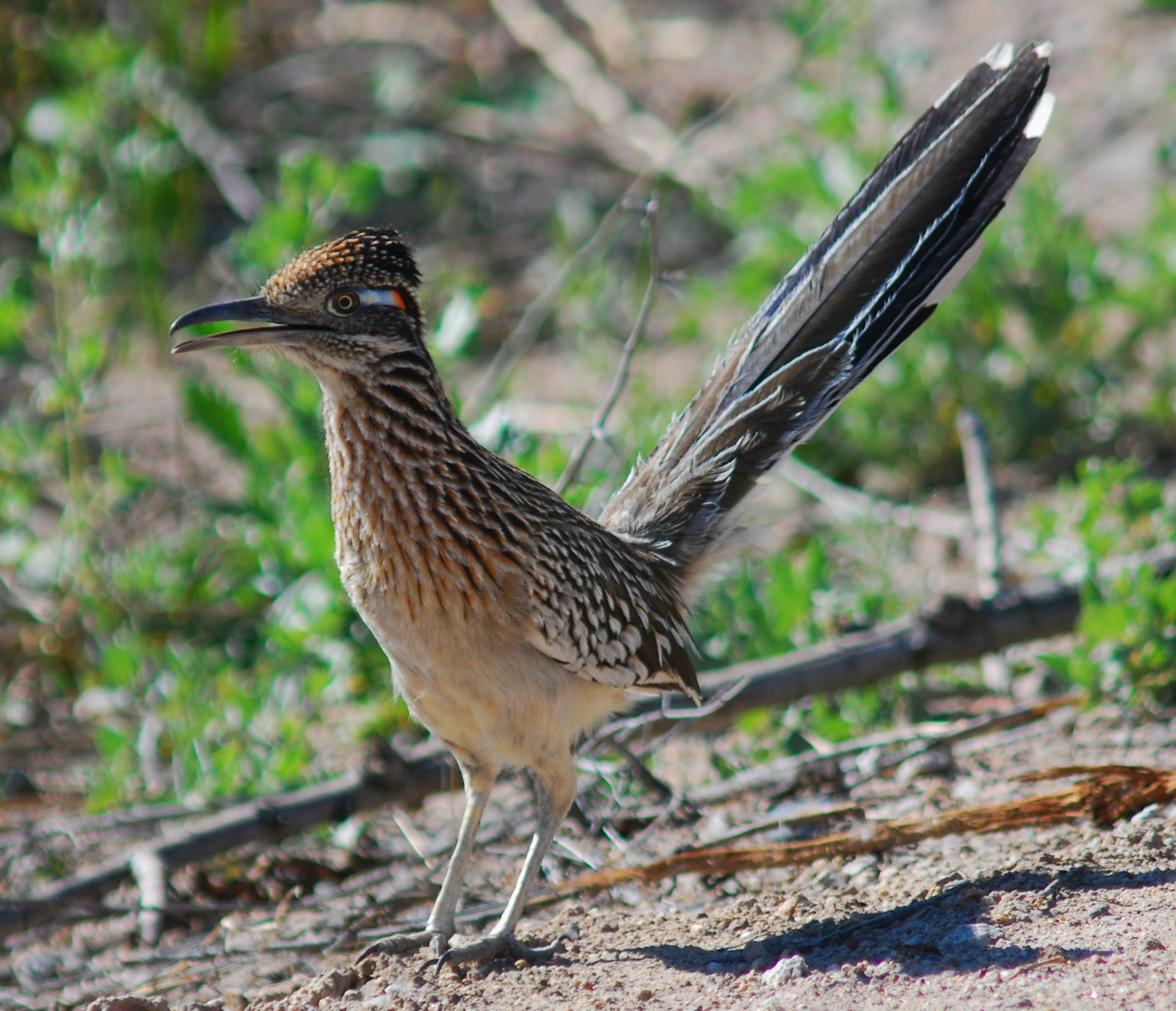 Photo by Jan Lentowicz  |  Angry road runner expressing his distaste at my presence