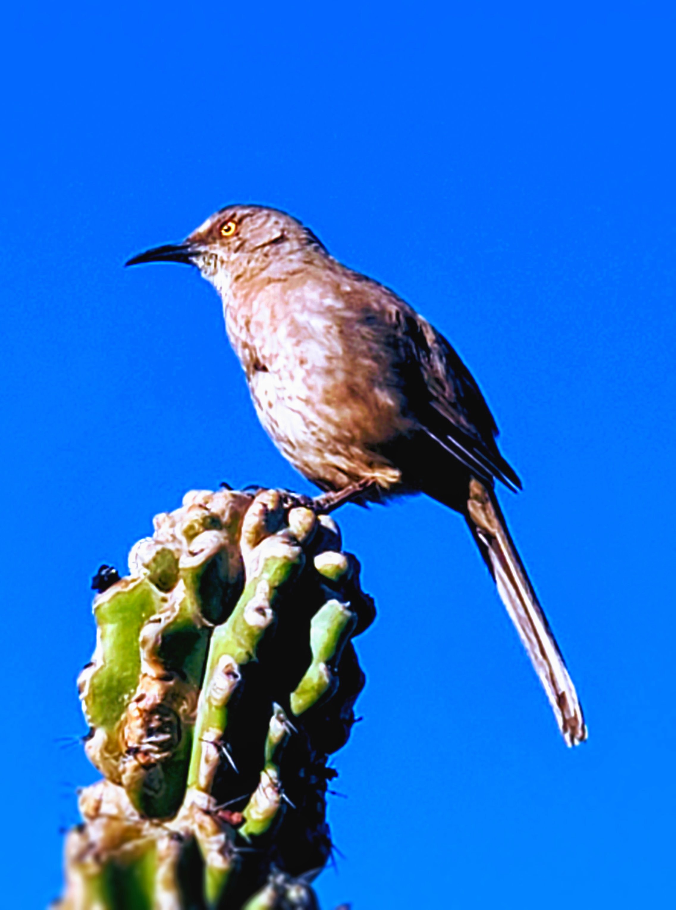 Photo by Kerry Lynn Cordier   |  Cactus Wren on the lookout for an early breakfast