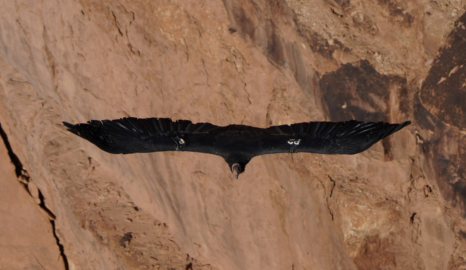 Photo by Dennis A. Boyd  |  A male California Condor approaching the Historic Navajo Bridge