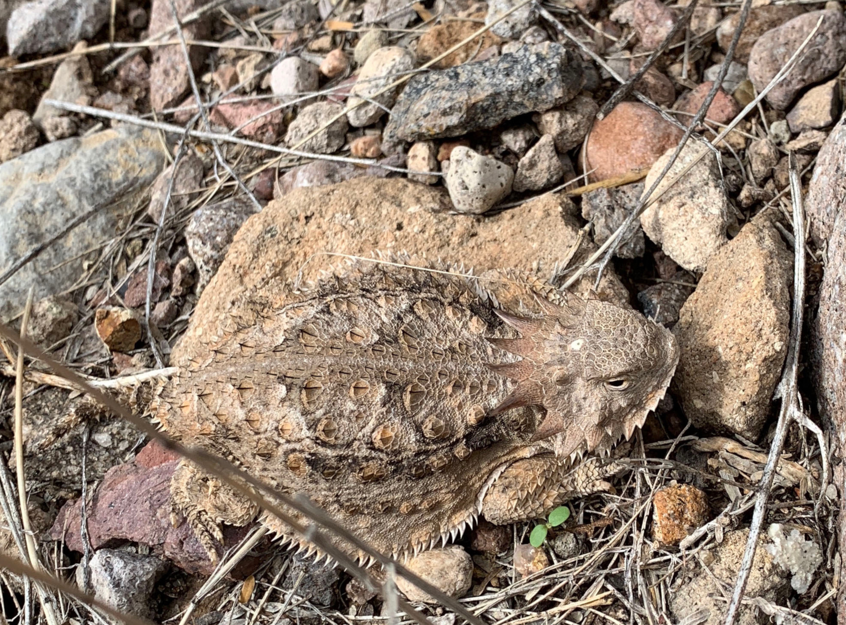 Photo by Bob Kravetz  |  Horny Toad in the Desert