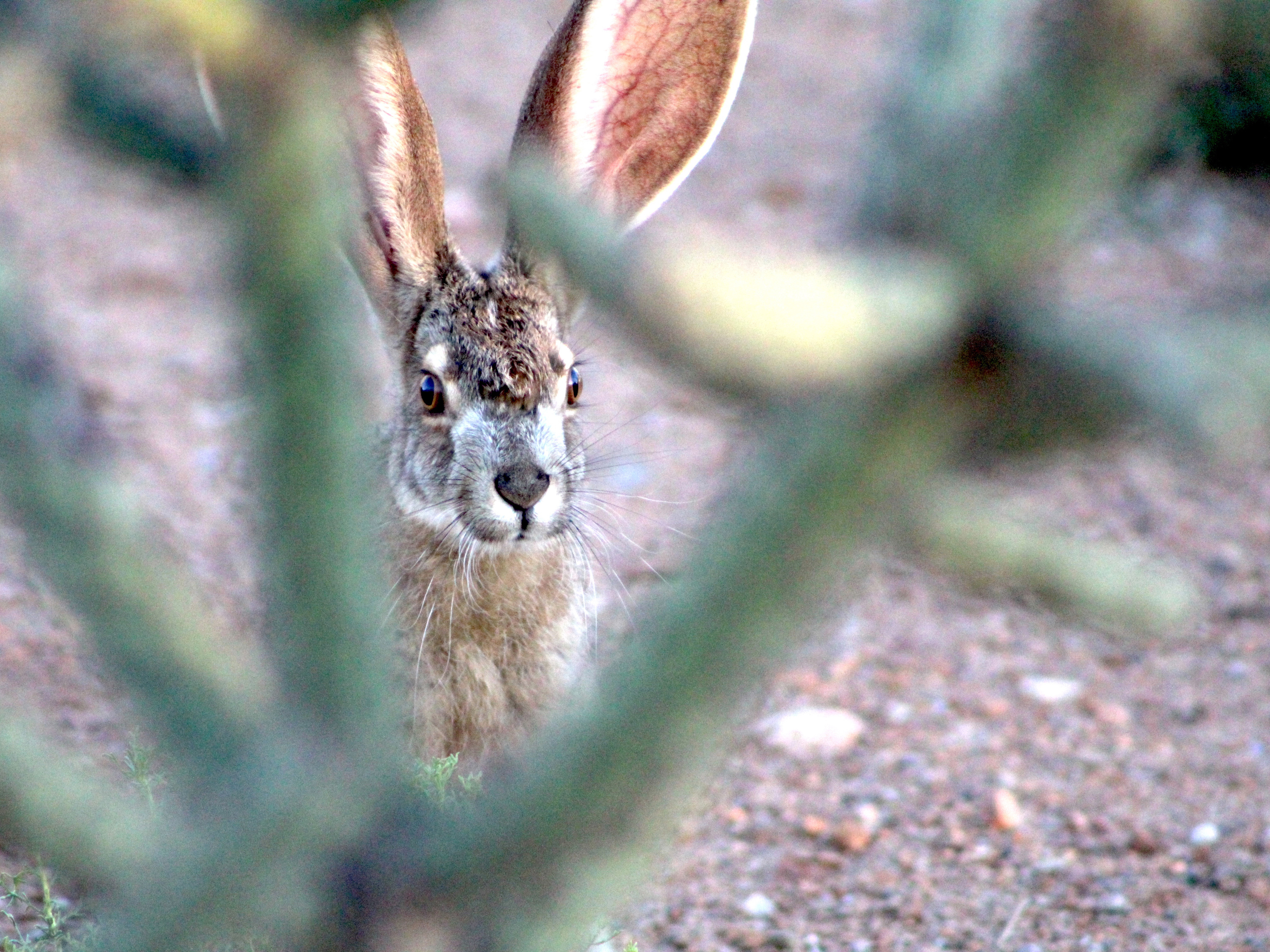 Photo by Matthew Turner  |  This jack rabbit thought he was totally hidden behind the cactus, but I caught him with my camera.