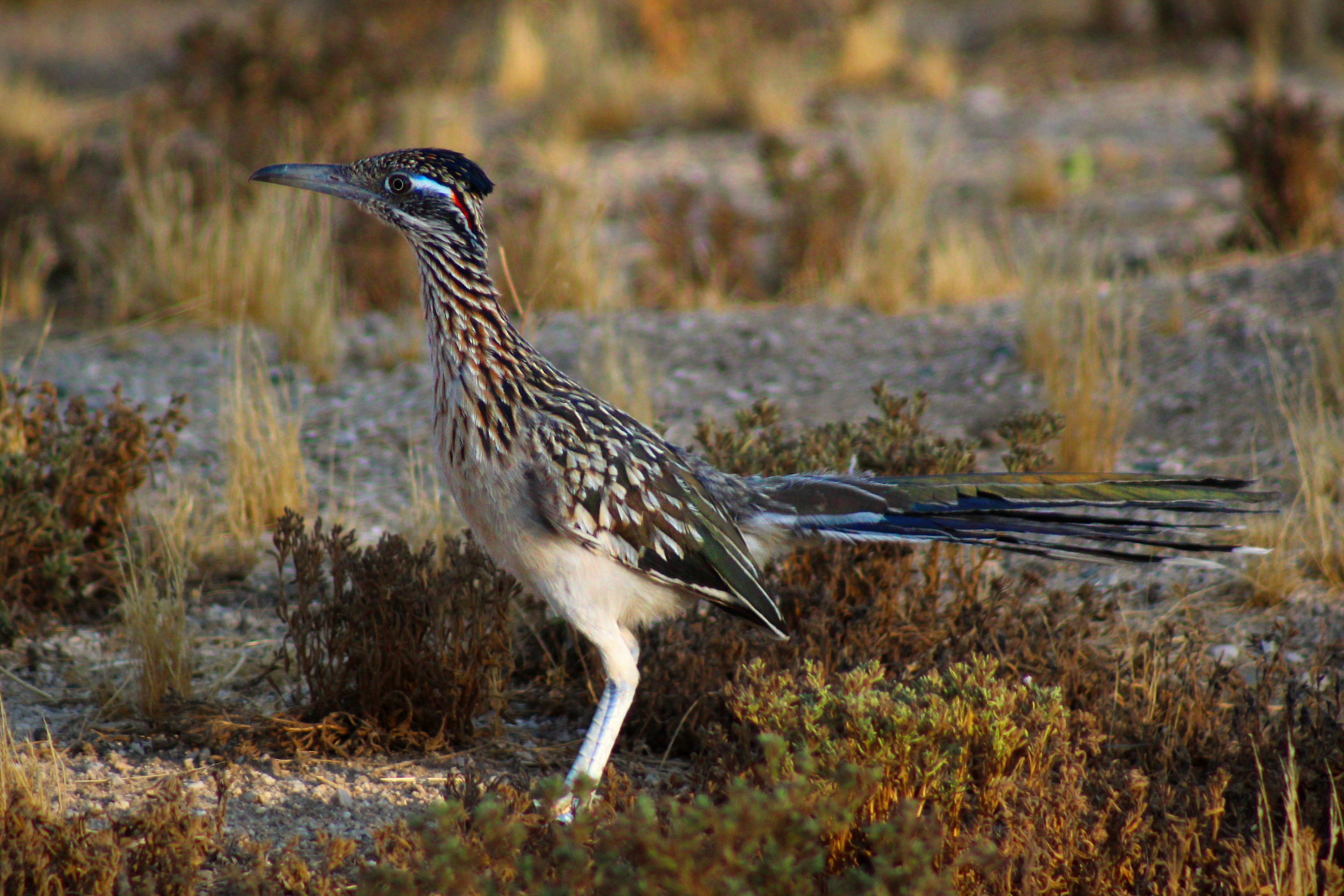 Photo by Jason Judd  |  A Roadrunner looking for dinner on the evening of 6/19/2022 in Catalina S.P.