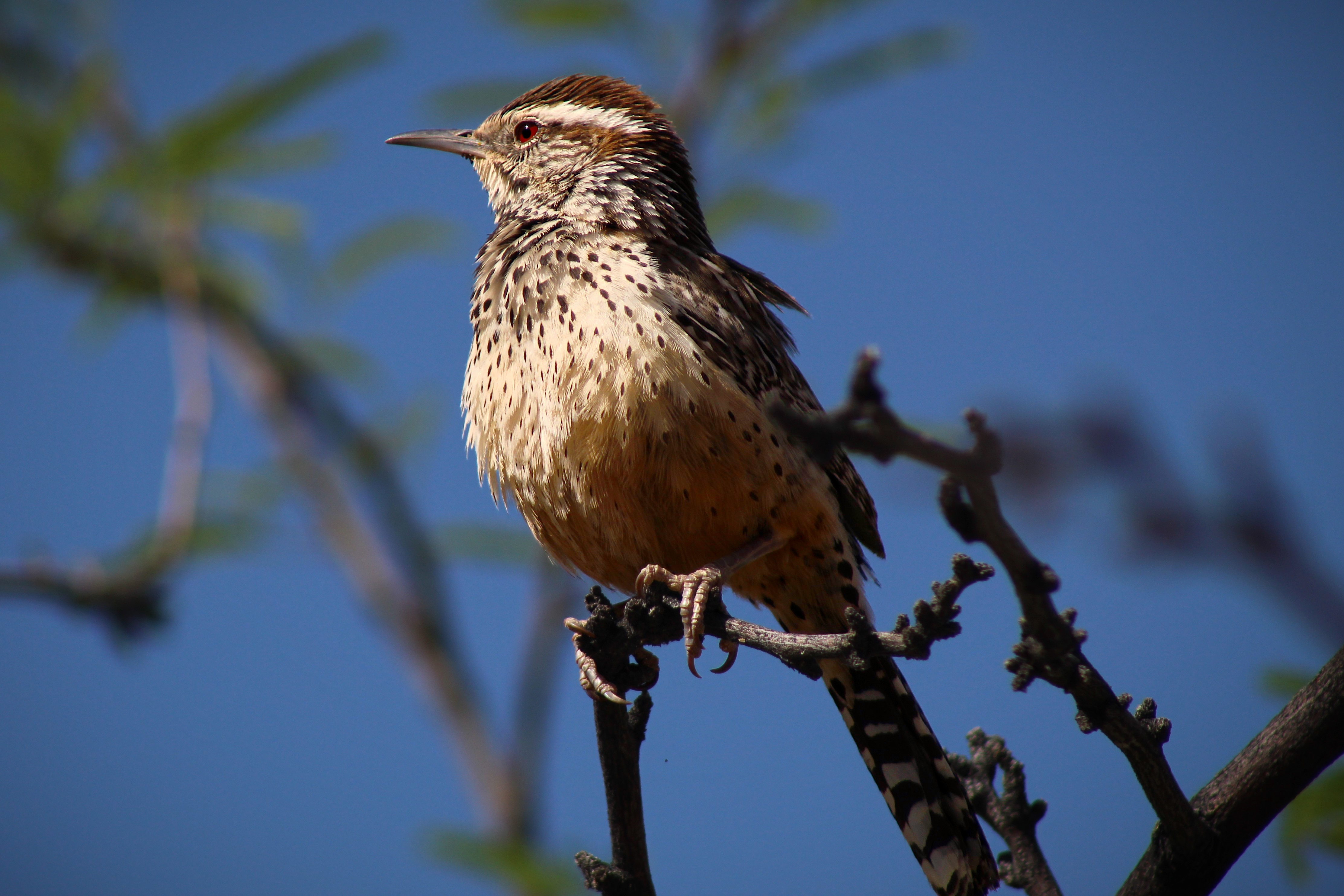 Photo by Jason Judd  |  A Cactus Wren in the morning sun; May 1, 2022