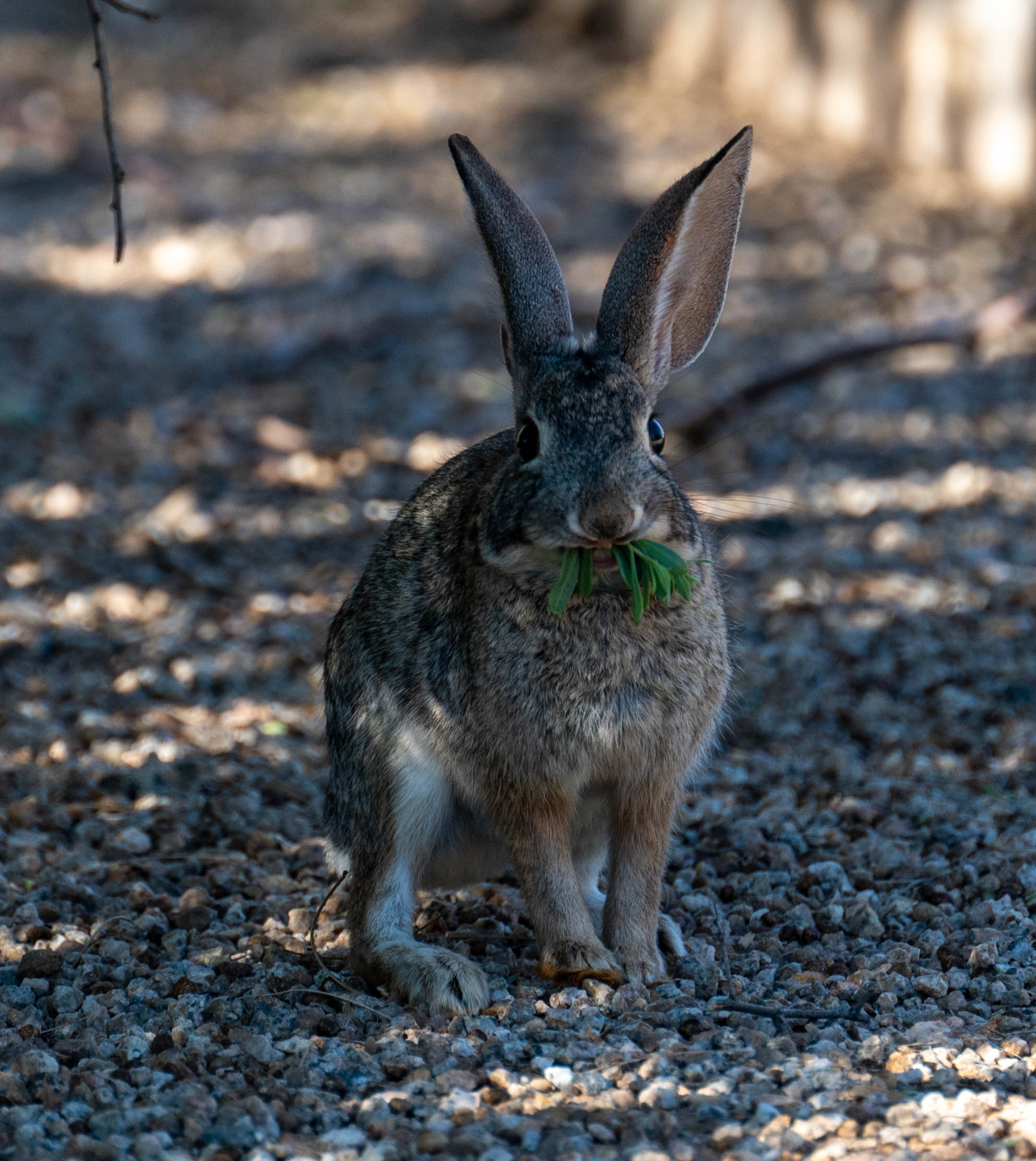 Photo by Carey nussbaum  |  Hungry Cottontail munching on greens!