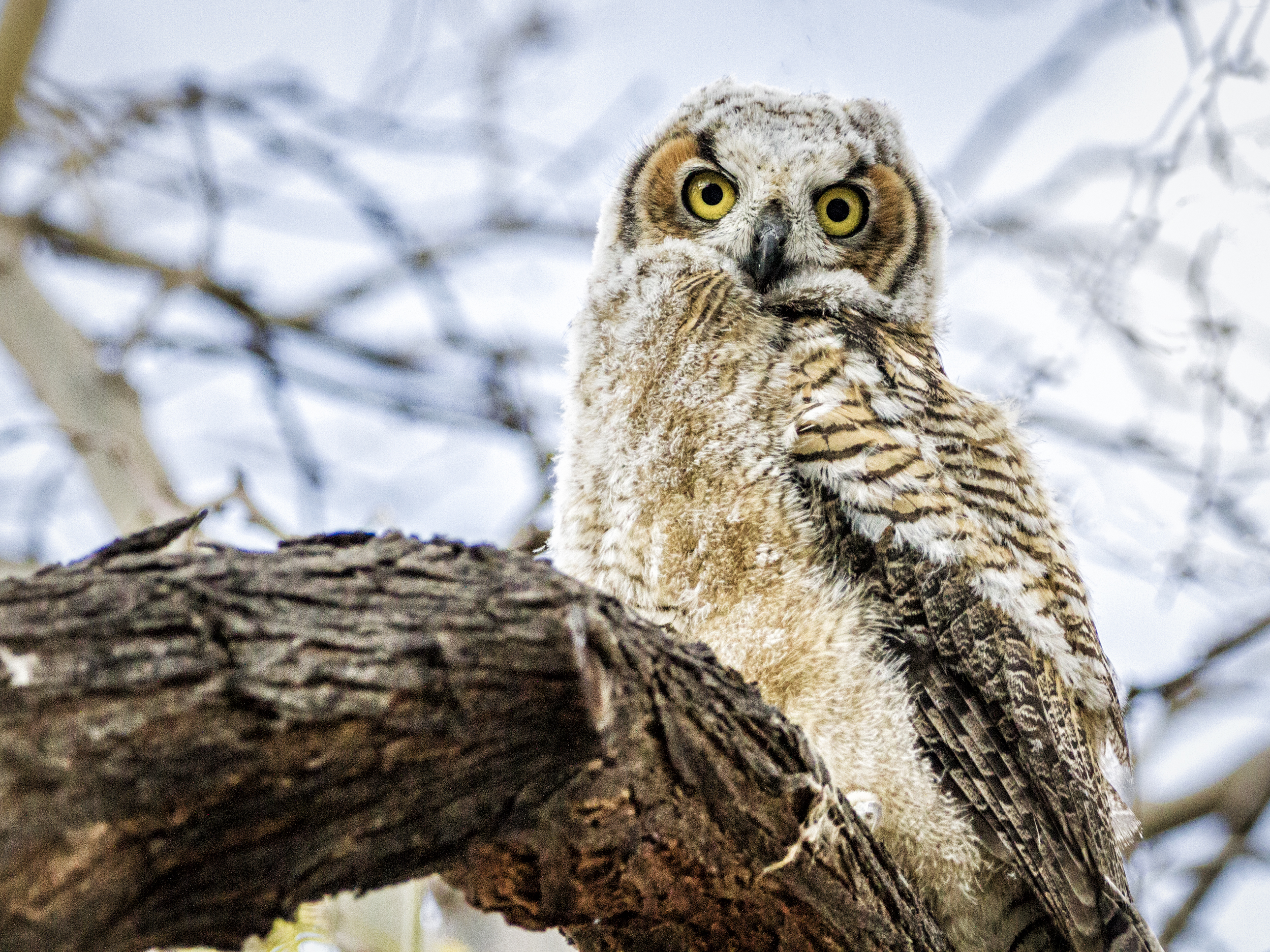 Photo by Raymond Lee  |  One of three sibling Great Horned Owls that hatched in the neighborhood.