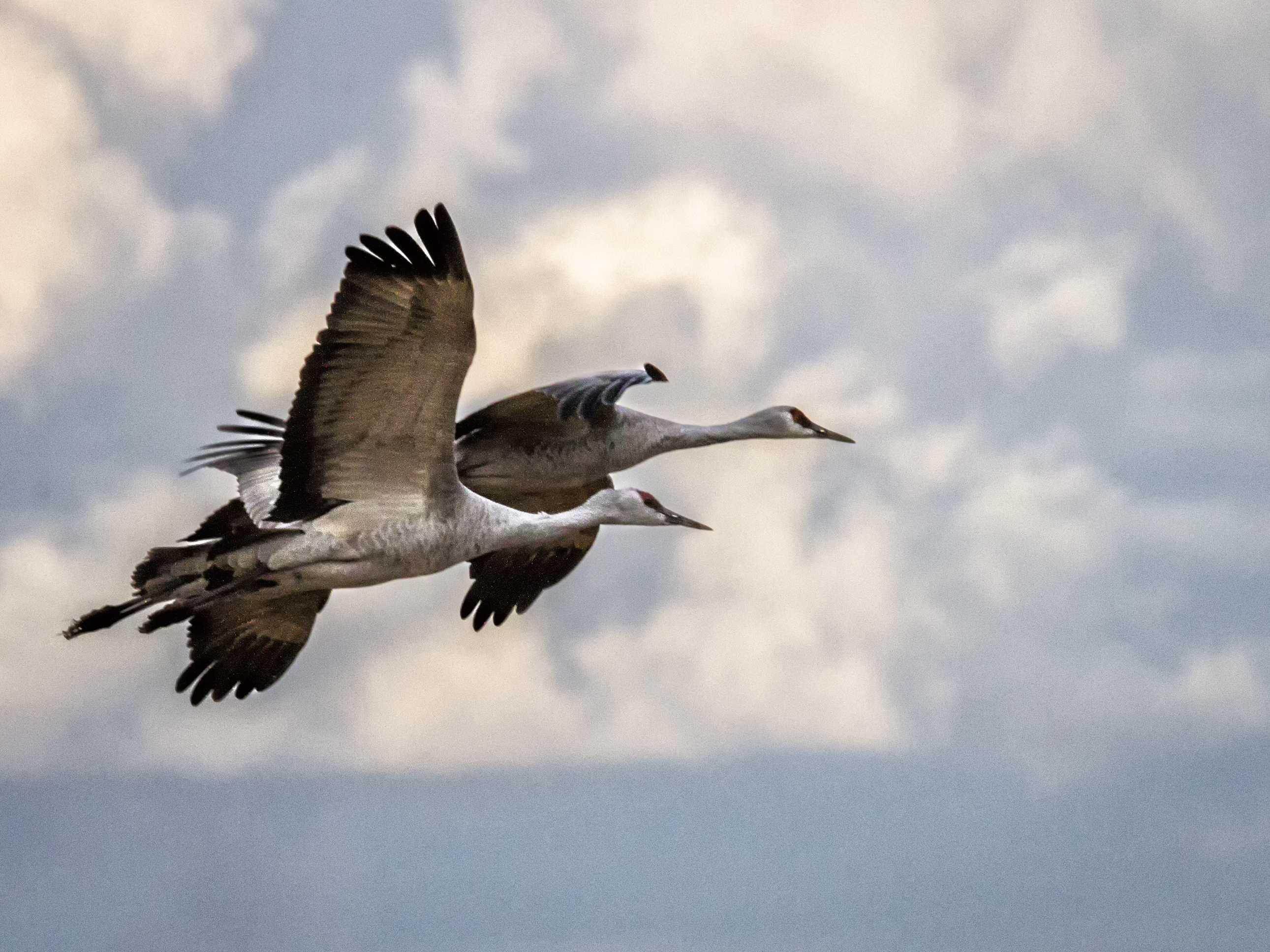 Photo by Raymond Lee  |  Cranes in Flight