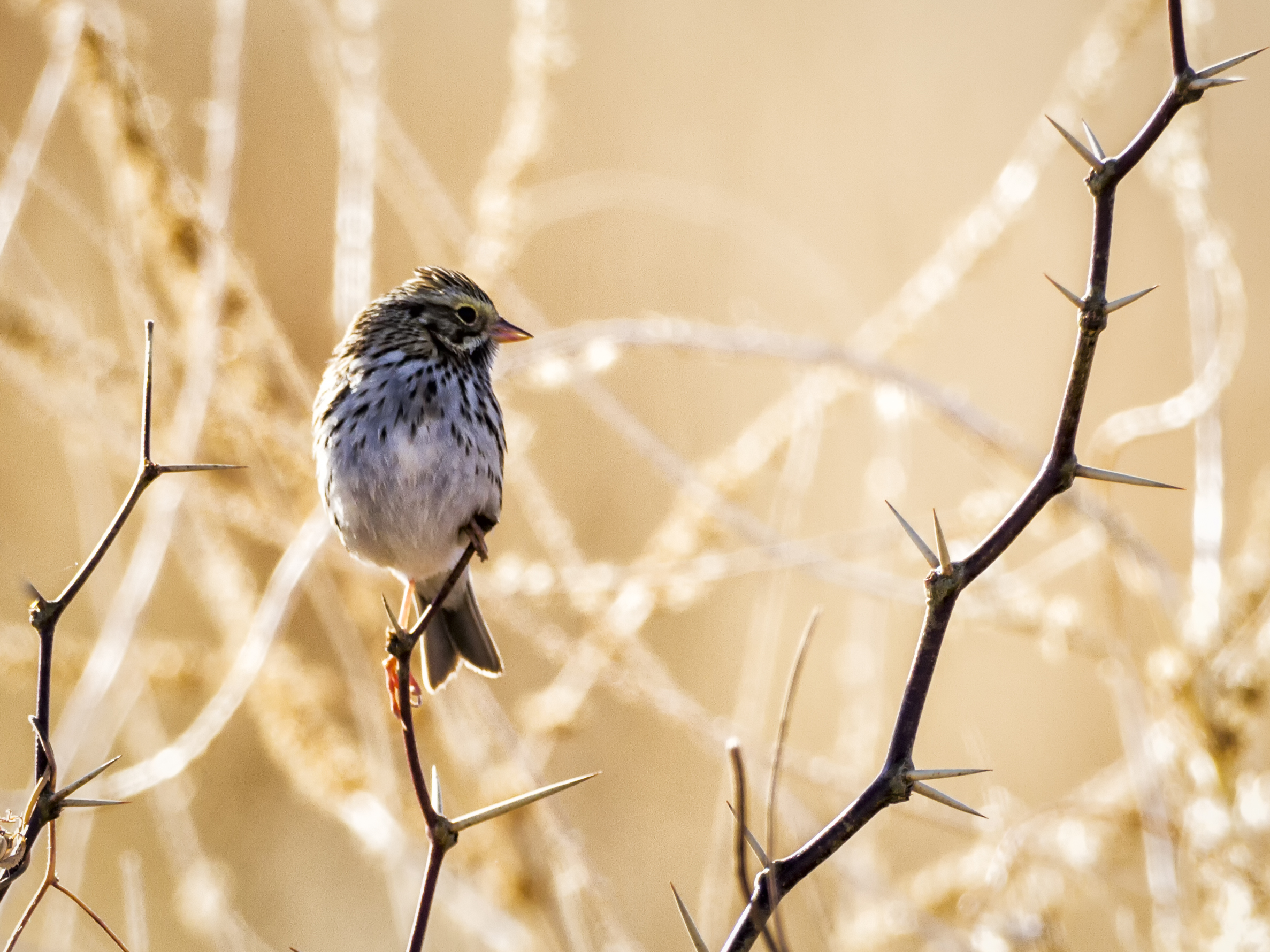 Photo by Raymond Lee  |  LBB, Little Brown Bird, House Sparrow