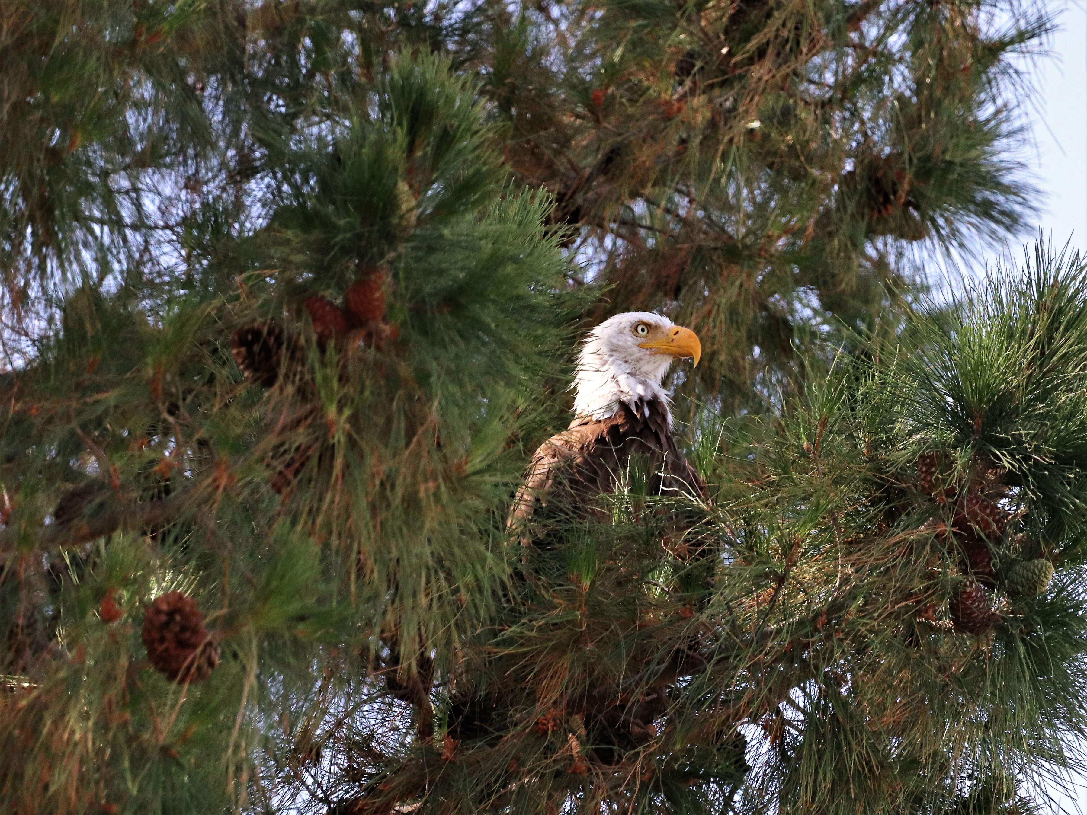 Photo by Sally Mesarosh  |  This bald eagle waited for a good period of time to leave the tree and swoop down into the nearby lake.
