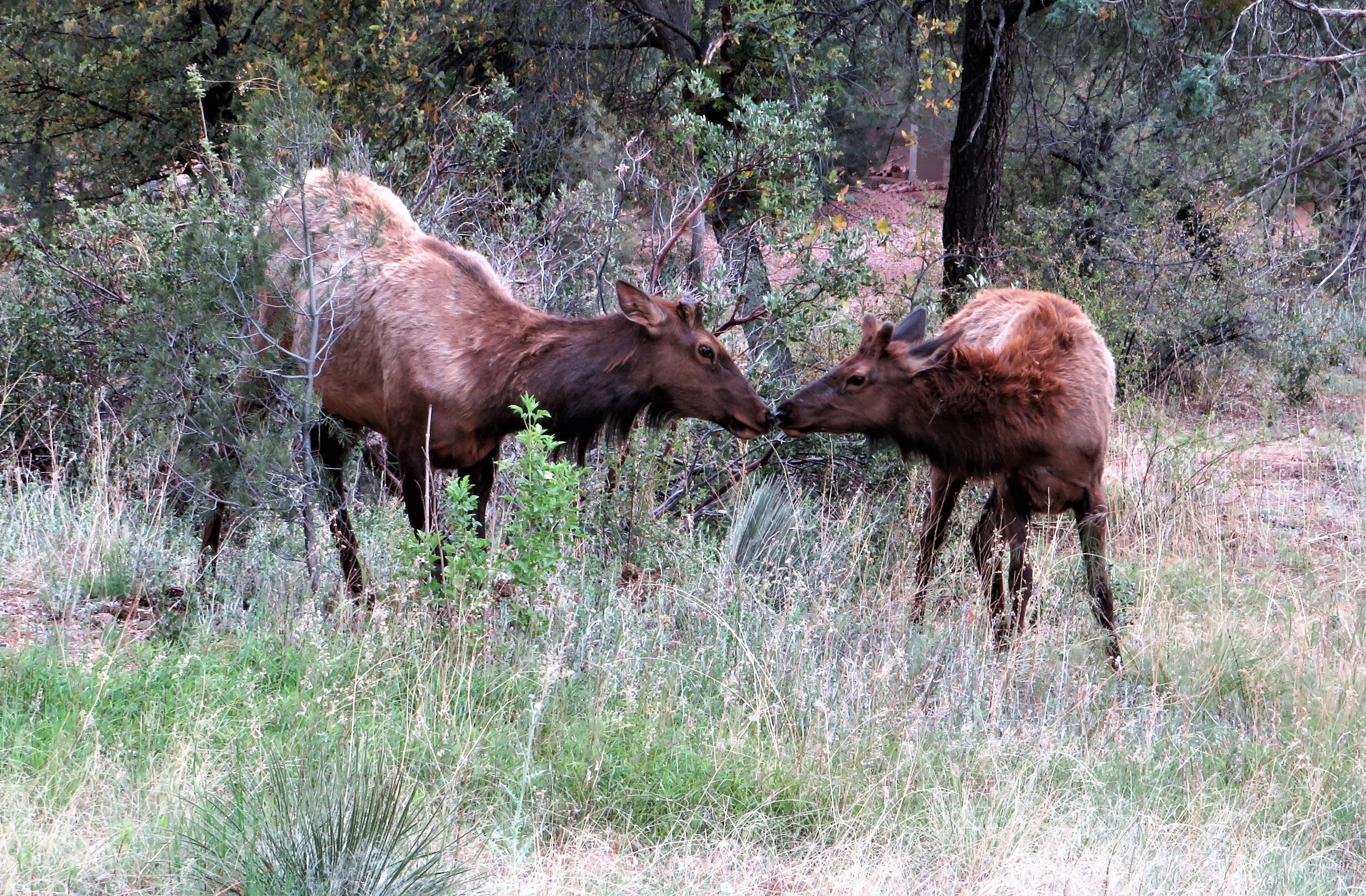 Photo by YVETTE HOFFMAN  |  Two young bull elks just playing around and at one point they met with their noses. It displayed kindness and it got my attention
they were in a grassed area just horse playing