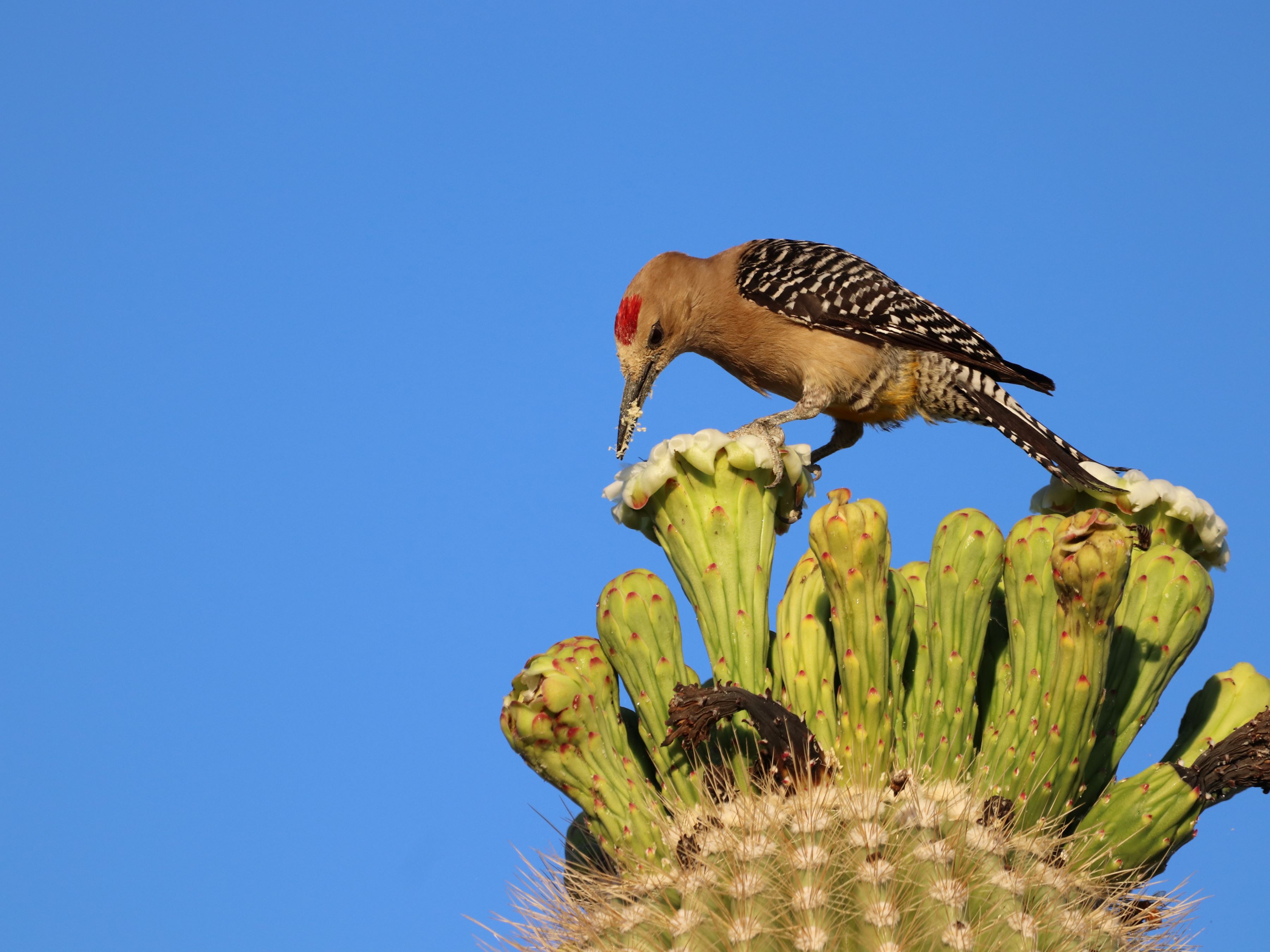 Photo by Sally Mesarosh  |  This Gila Woodpecker was enjoying the fruit of the saguaro cactus in the spring.