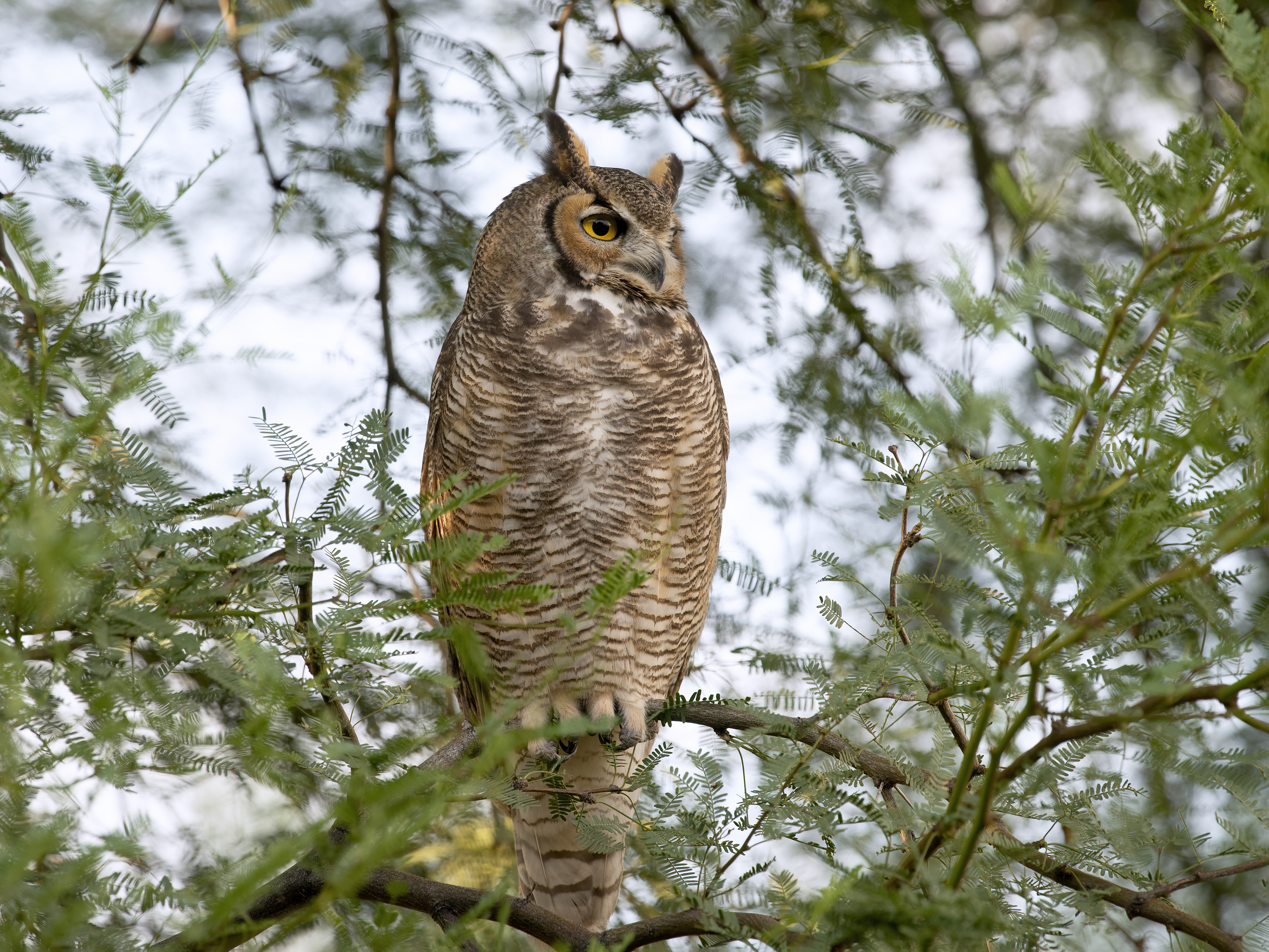 Photo by David C Ring  |  This Great Horned Owl had taken up residence in a very tall Chilean mesquite tree on our property. Near evening it flew down to a much smaller native mesquite to prepare for its evening hunt. This allowed me to use a relatively short telephoto lens for many photos before it flew off again.
