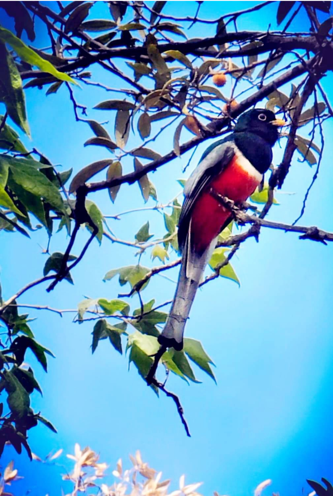 Photo by Anna Pacheco  |  Elegant Trogon sitting in a tree.