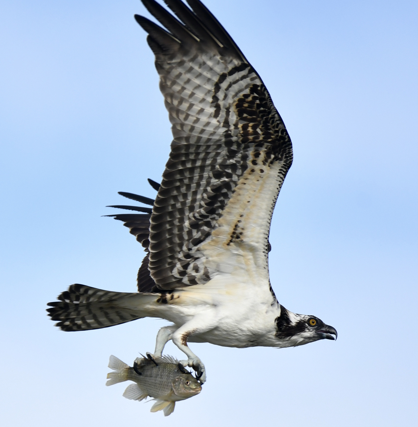 Photo by Robert Corsey X  |  Osprey found hunting at pond 1