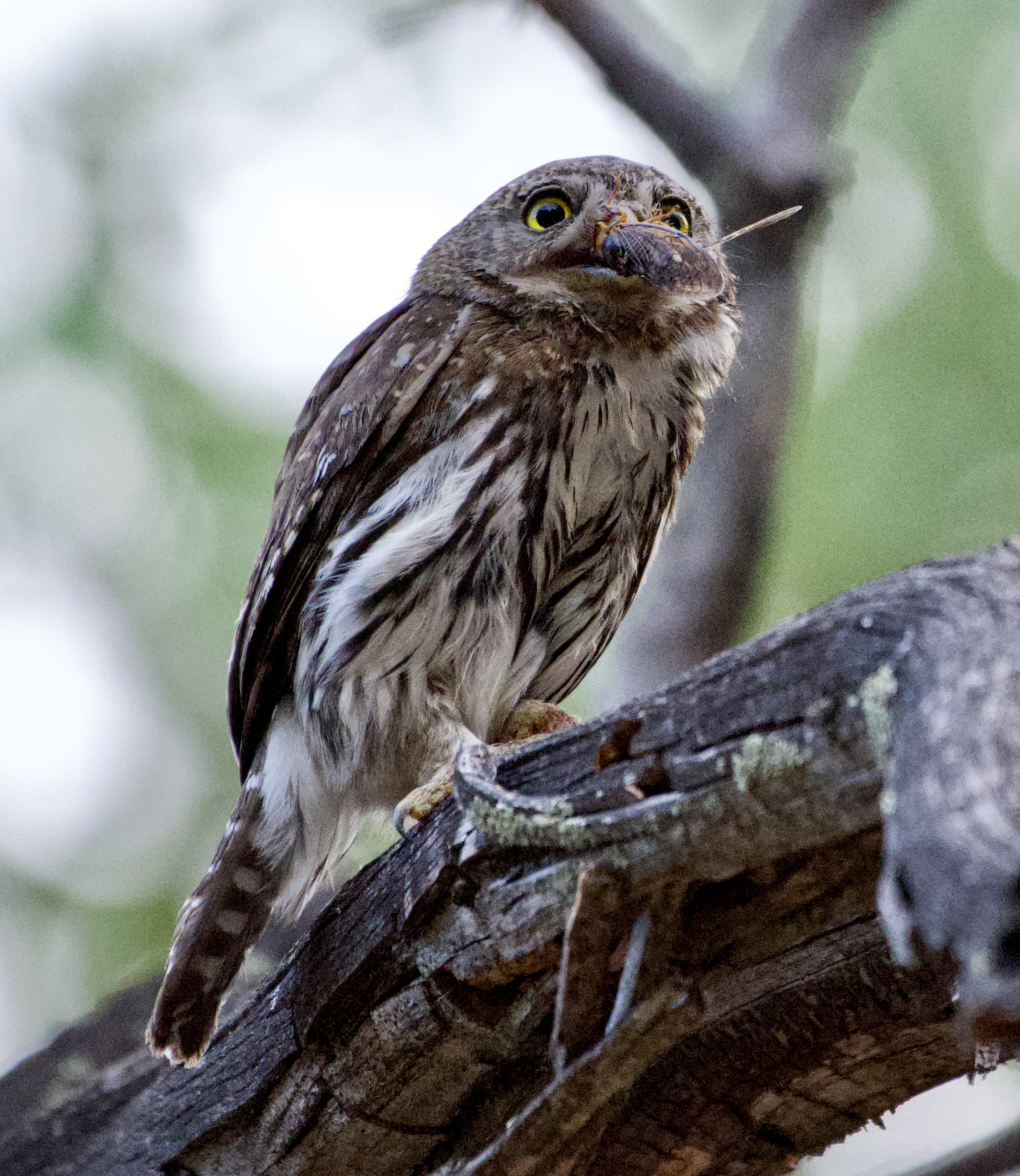 Photo by Robert Corsey X  |  Northern Pygmy-Owl catches bug