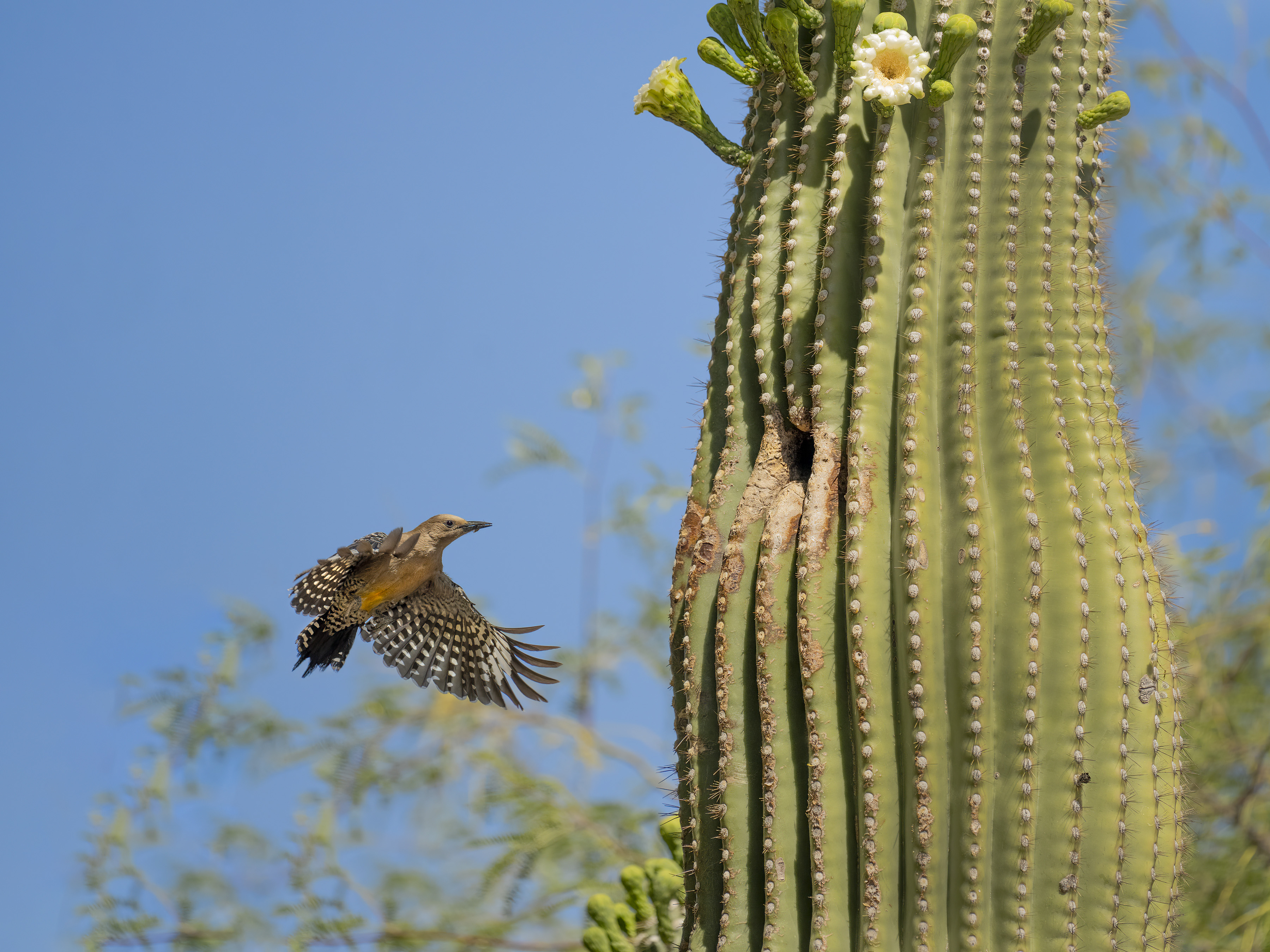 Photo by David C Ring  |  This female Gila Woodpecker brings food back to its young nesting in this Saguaro on our property. Both the male and the female continued this activity throughout the day.
