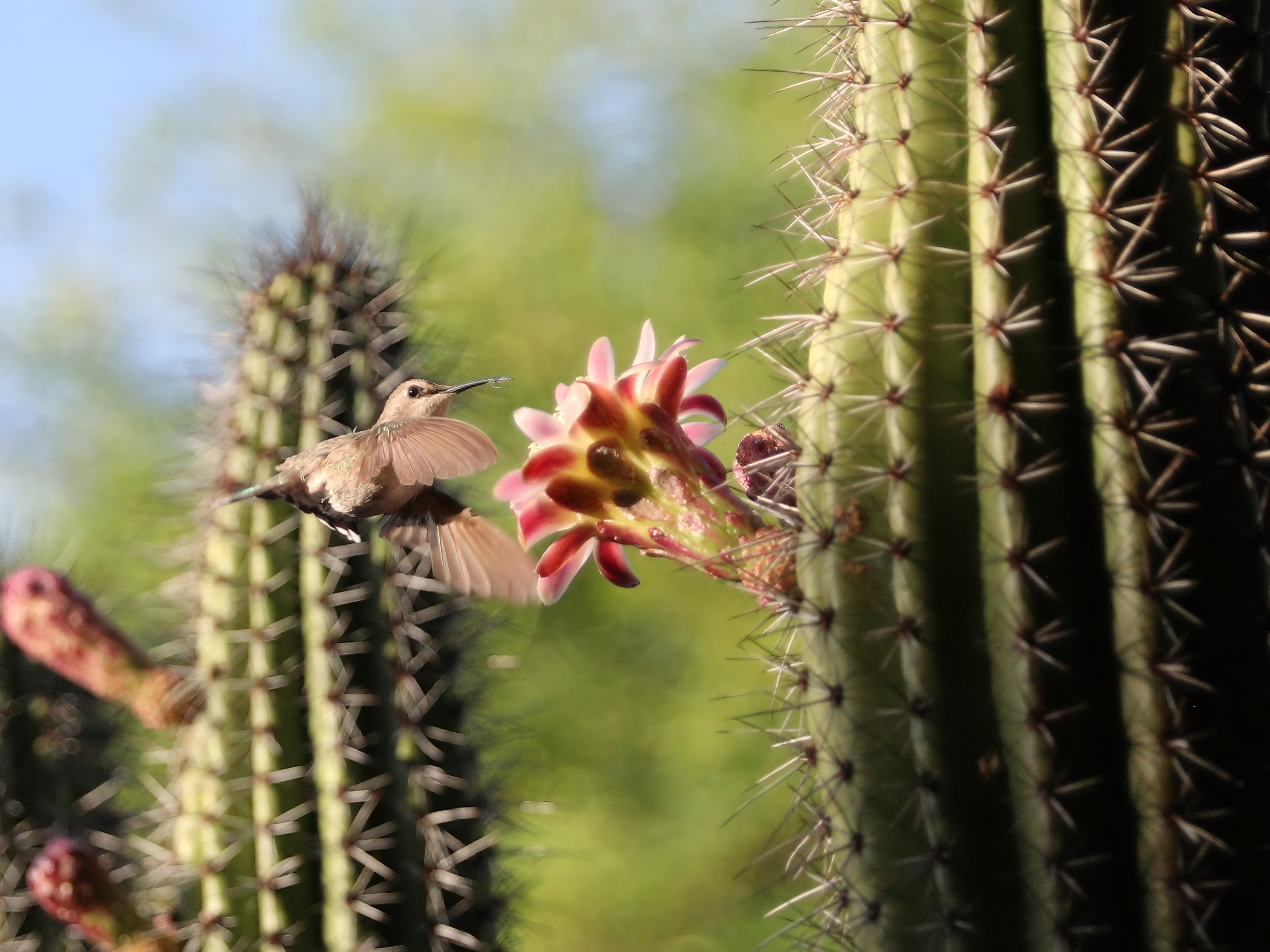 Photo by Jane Ann Griffin  |  While visiting a friend during May in Carefree I would go out on their porch and photograph the hummingbirds that would come to this cactus flower.