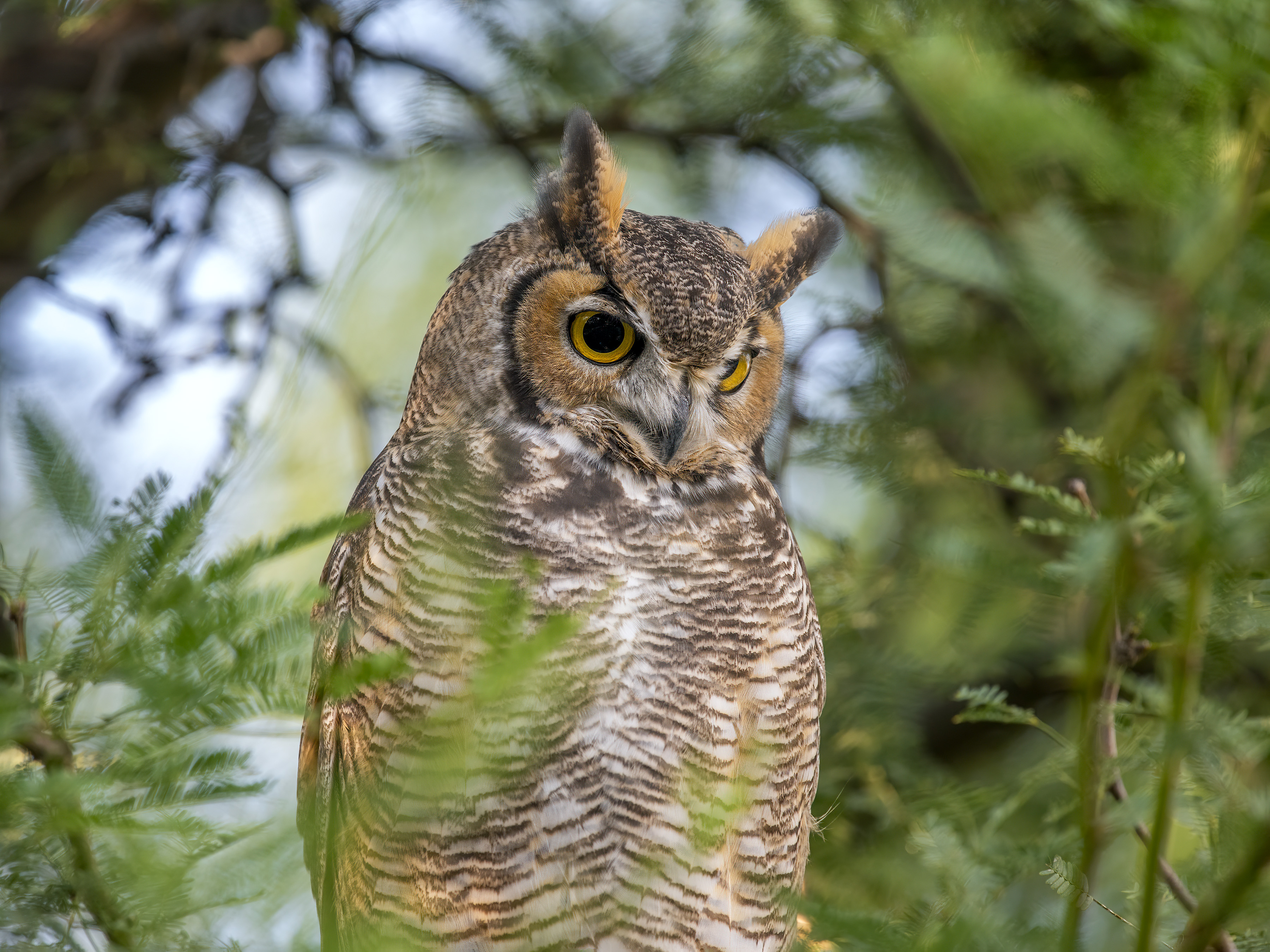 Photo by David C Ring  |  This Great Horned Owl on alert, waiting for nightfall in a native mesquite tree.