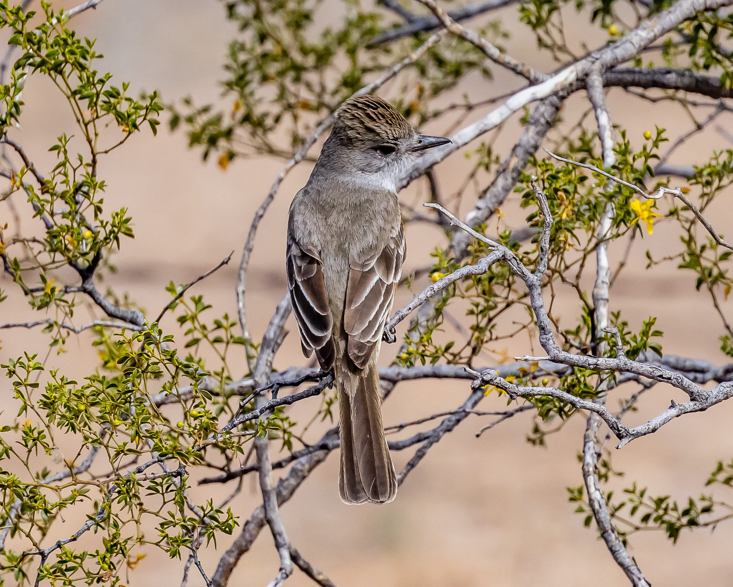 Photo by Bill Bahmer  |  Ash Throated Flycatcher looking for early morning breakfast.