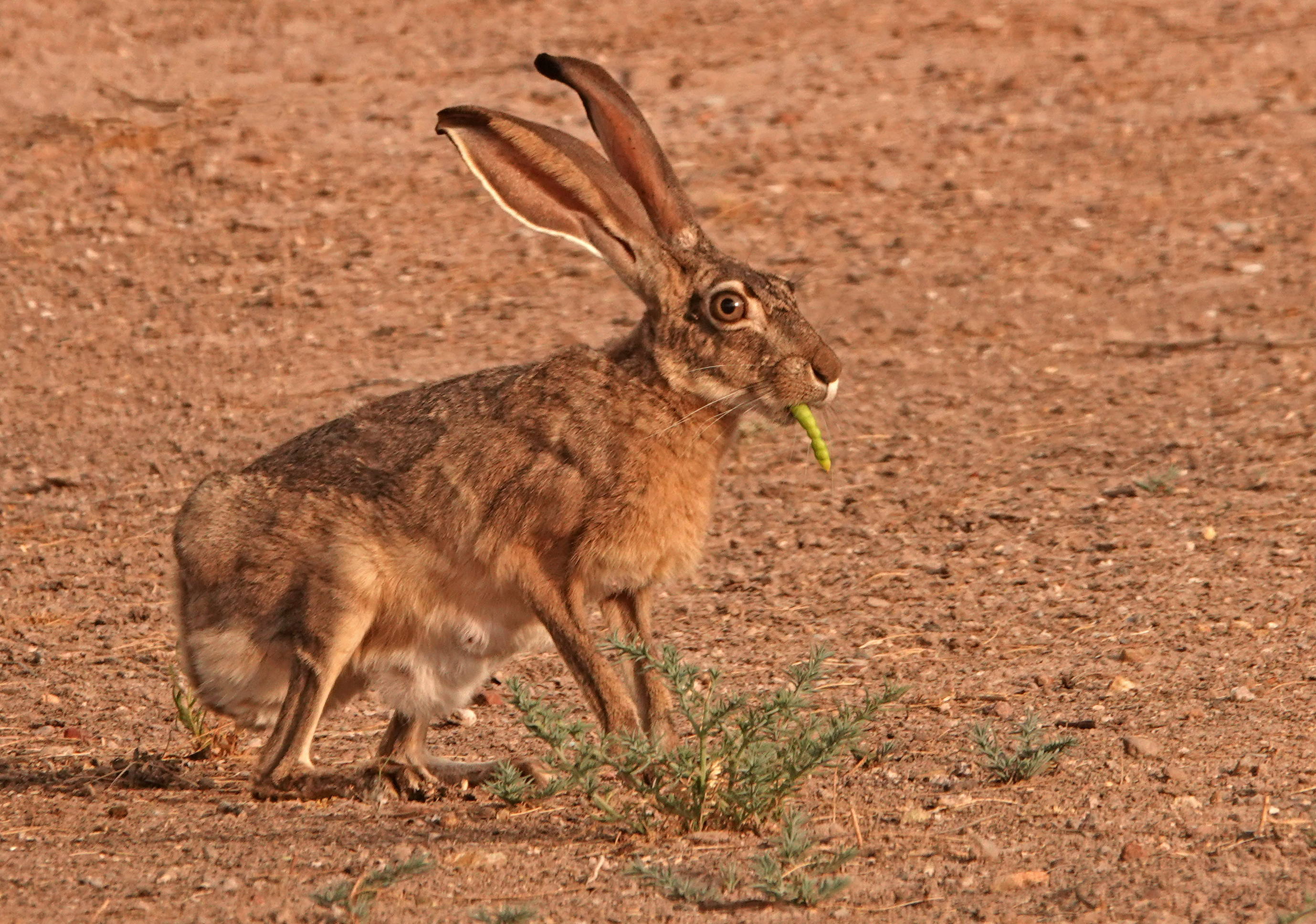 Photo by Diane Drobka  |  Usually when I see jackrabbits, they are busy darting away and not posing like this female Black-tailed Jackrabbit. I made a brief stop to snap this photo from my truck window so that I didn't disturb her. I had never seen a lactating jackrabbit before so I was especially thrilled. The bright green mesquite pod "cigar" in her mouth was an added bonus!