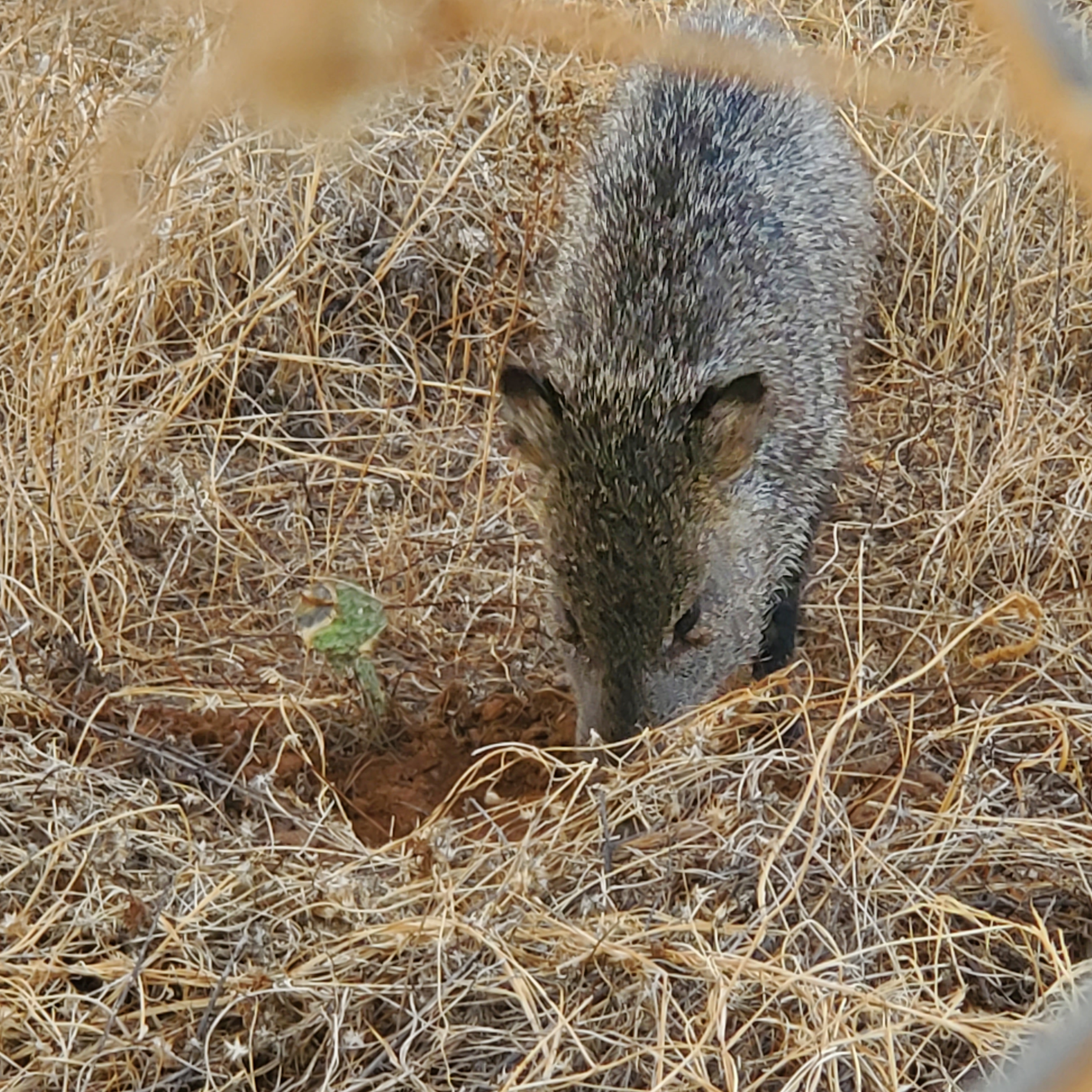Photo by Shannon ONeill   |  I found this javalina rooting in my back yard.