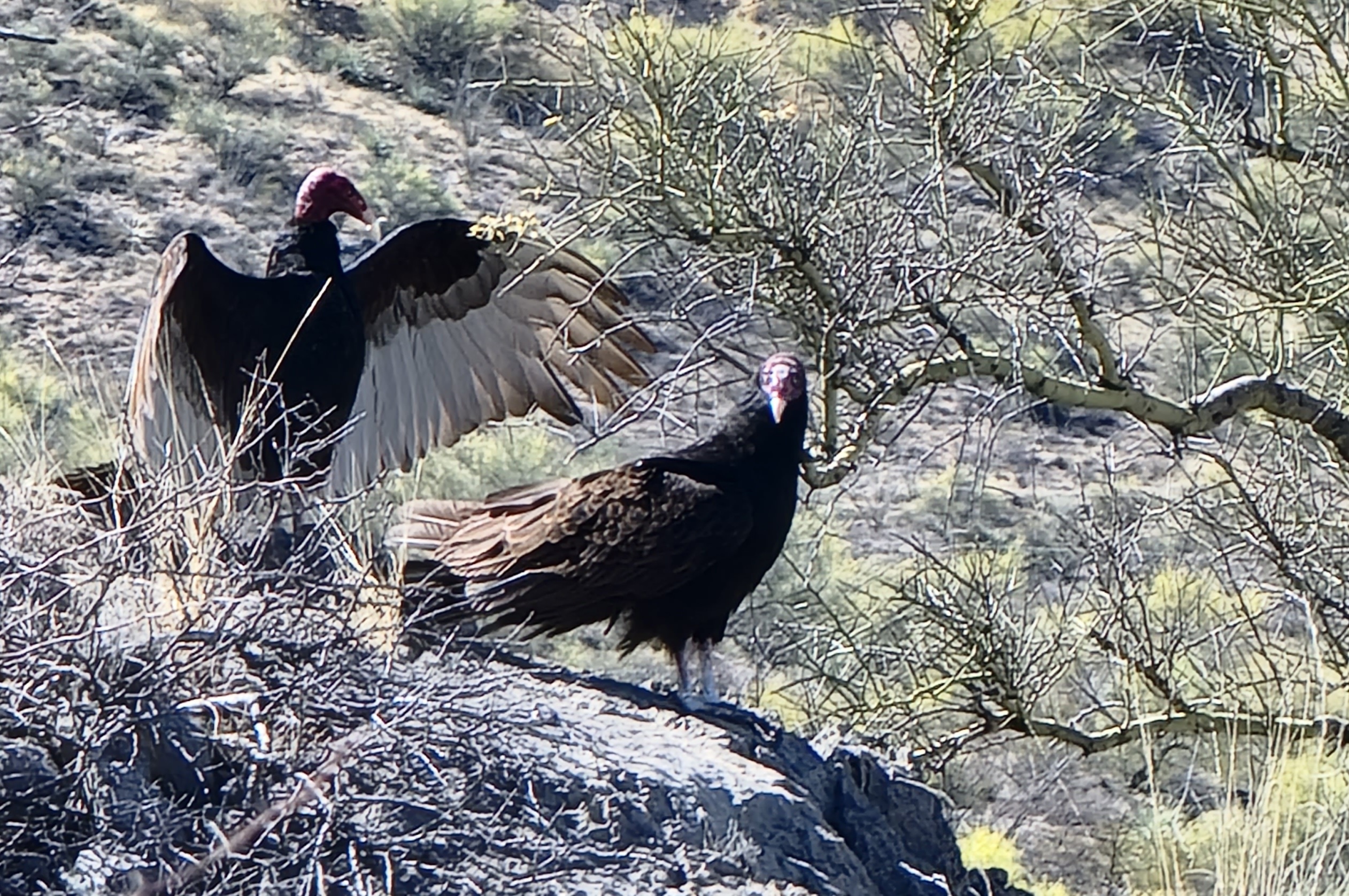 Photo by STEPHEN FORREST  |  Turkey Vultures resting for a few.