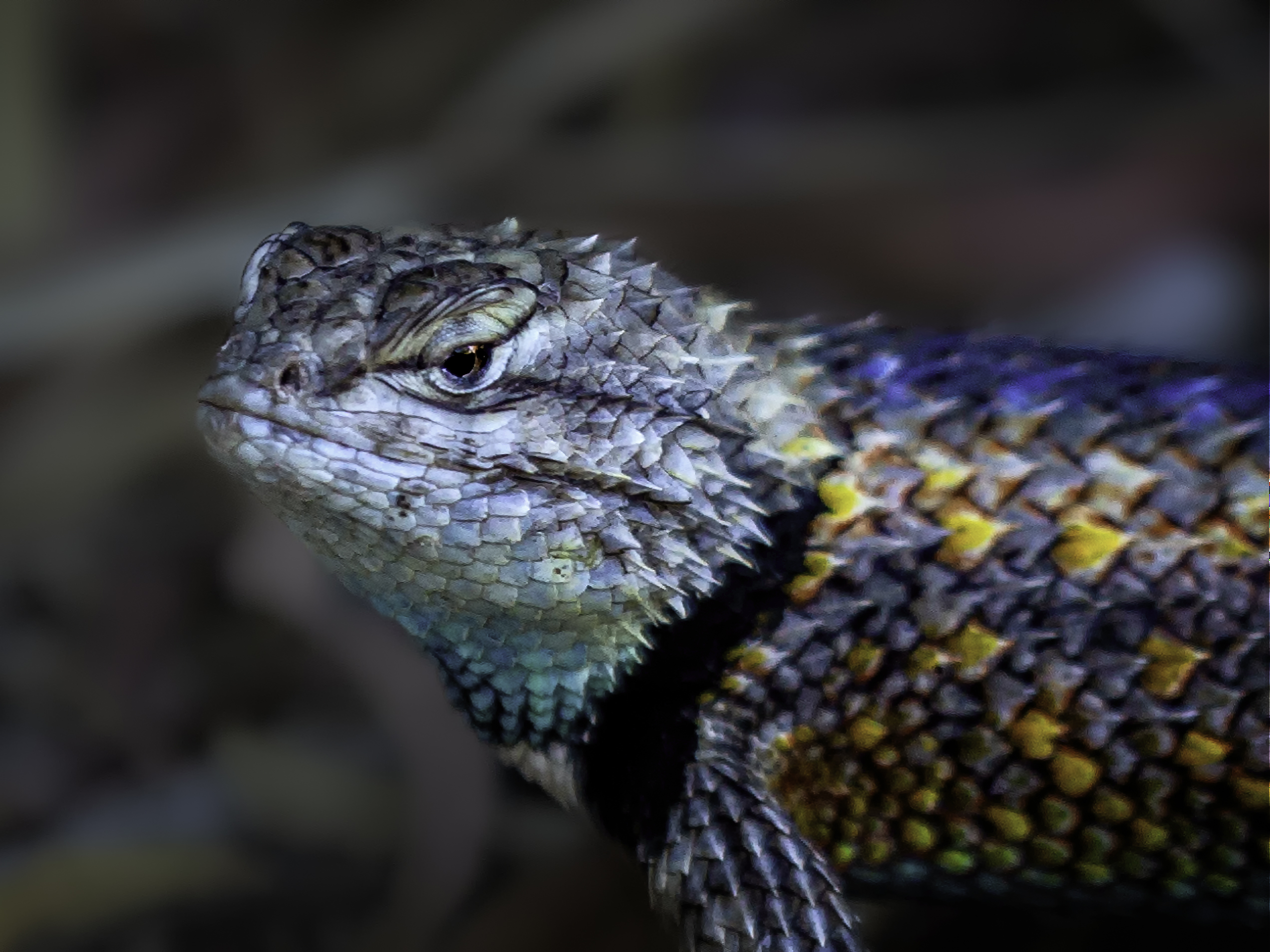 Photo by Jim Rust  |  I spotted this wild lizard as I was walking down a path at the Phoenix Zoo.