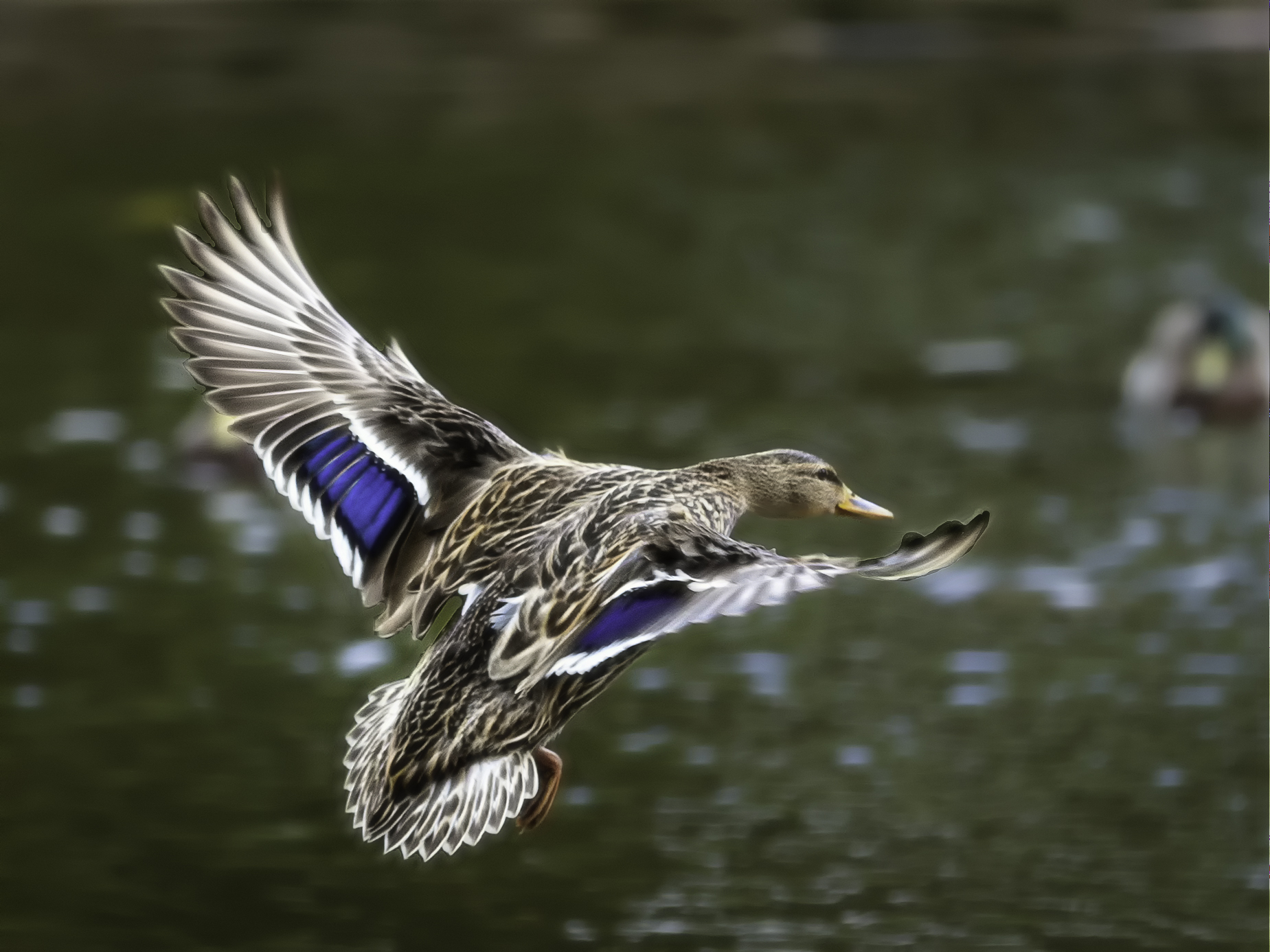 Photo by Jim Rust  |  I spotted this female Mallard landing in one of the ponds at the Wildlife World Zoo.