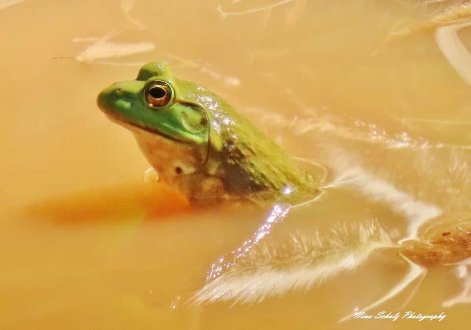 Photo by Nina Schulz   |  Frog basking in the sun