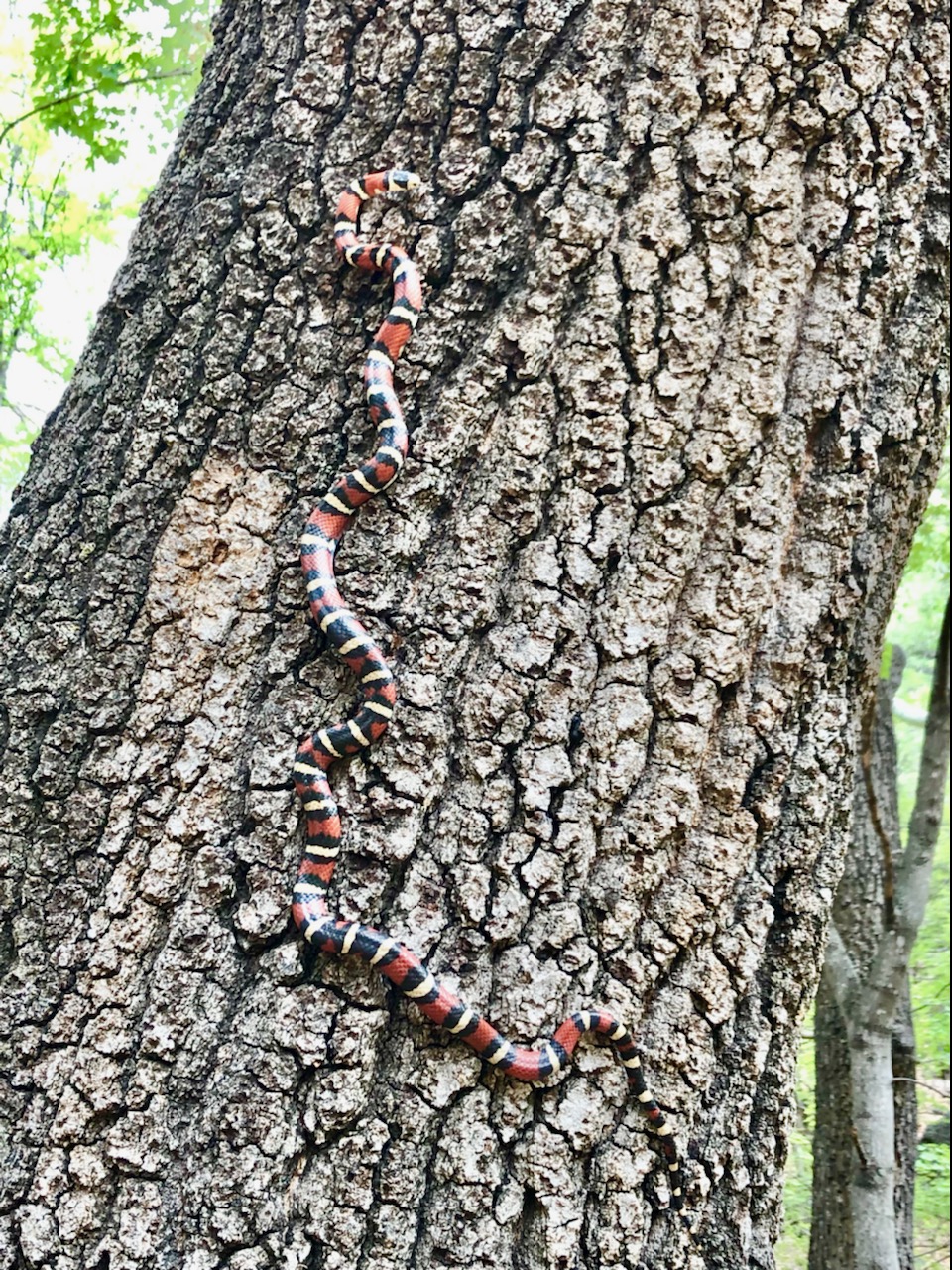 Photo by Nina Schulz   |  King snake doing a little tree climbing 