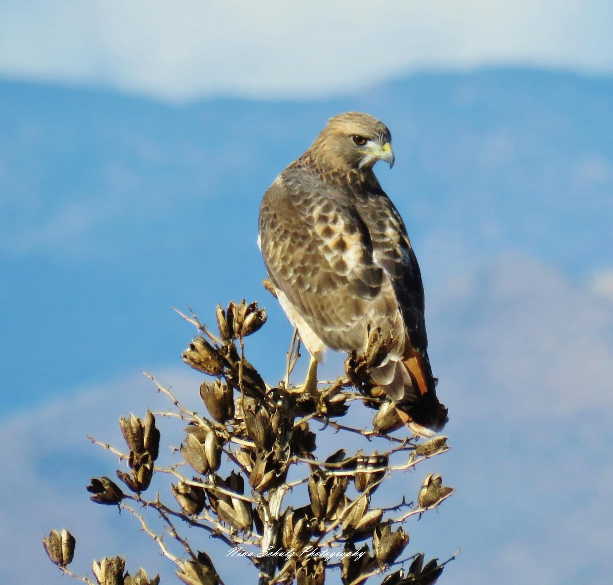 Photo by Nina Schulz   |  Red tail hawks sitting on yucca looking for lunch