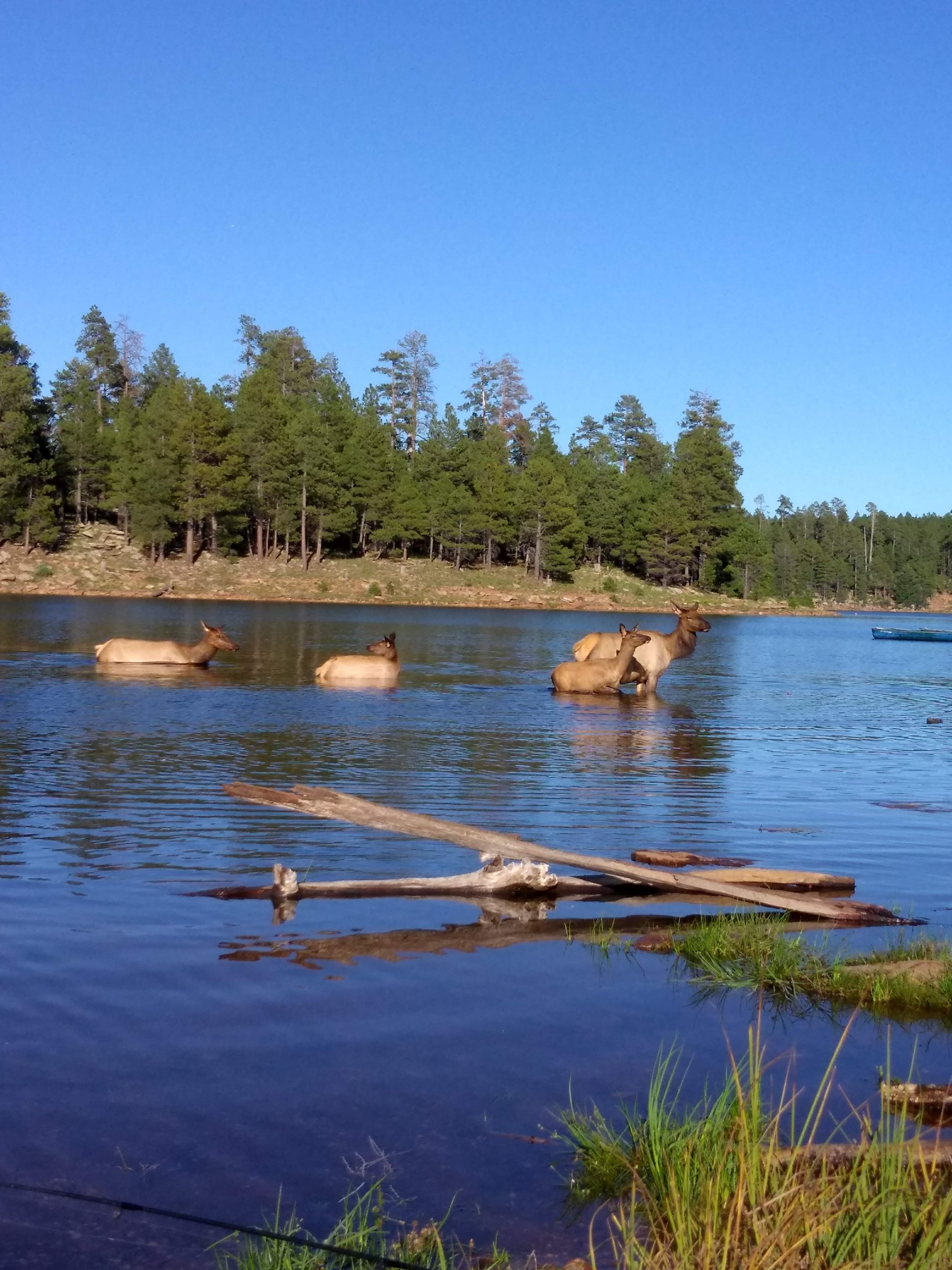 Photo by Justin Erwin   |  Elk cooling off in the lake 