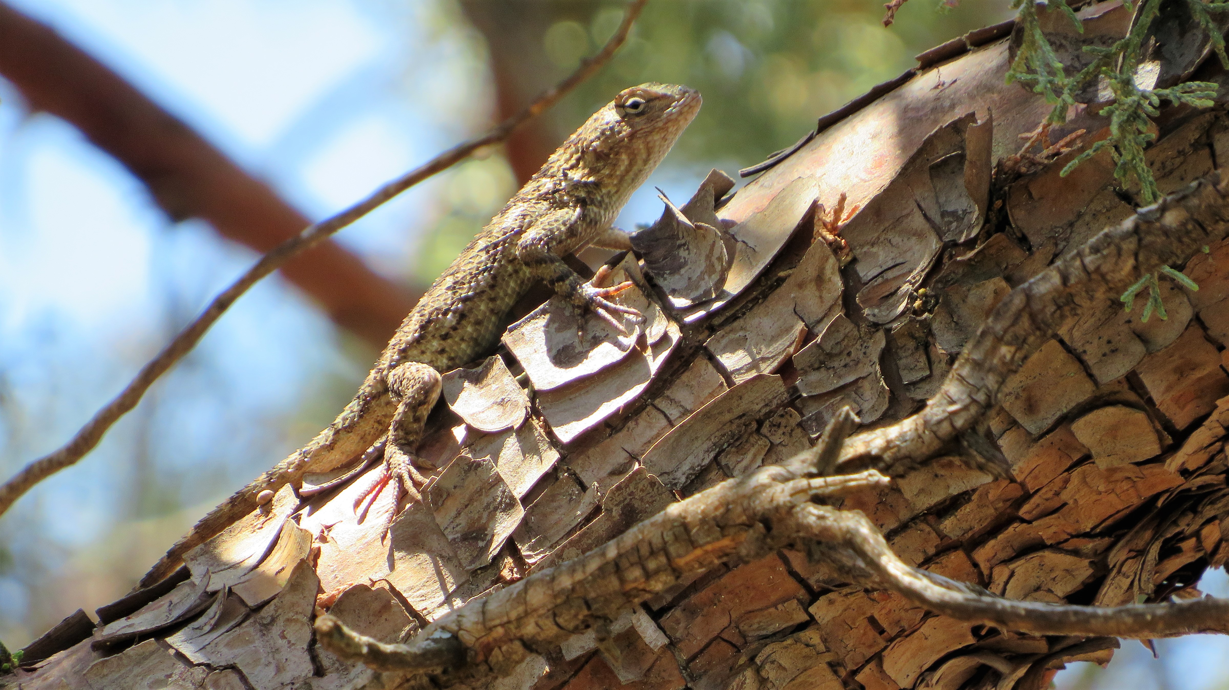 Photo by YVETTE HOFFMAN  |  Lizard caught my eye as he was moving I thought it was part of the tree branch. He camouflaged himself really well and he did it with smile 