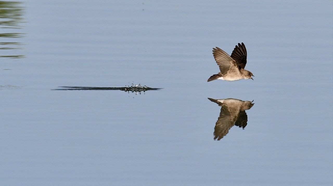 Photo by Kevin Brockley   |  Took many photos of swallows skimming the lake for bugs to get a few in focus !