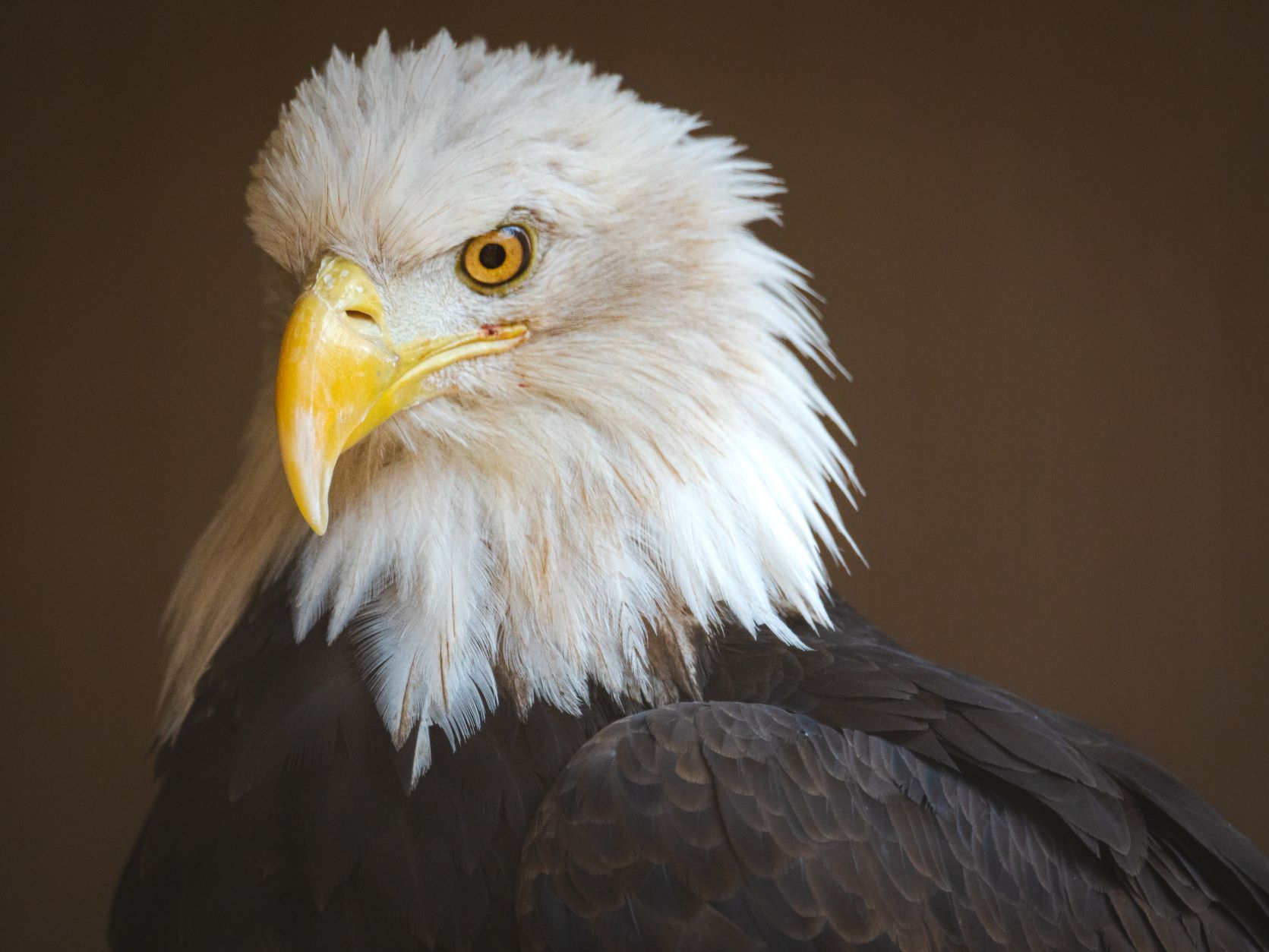 Photo by Jac Whitmire  |  A majestic bald eagle receives incredible rehabilitation care at Liberty Wildlife in Phoenix. 